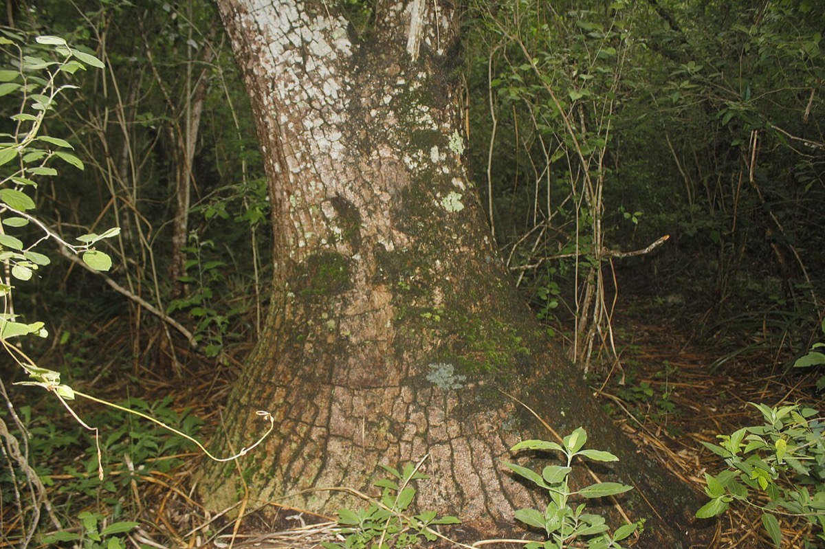 Pata de elefante (Beaucarnea recurvata) con su tronco ensanchado y hojas largas colgantes