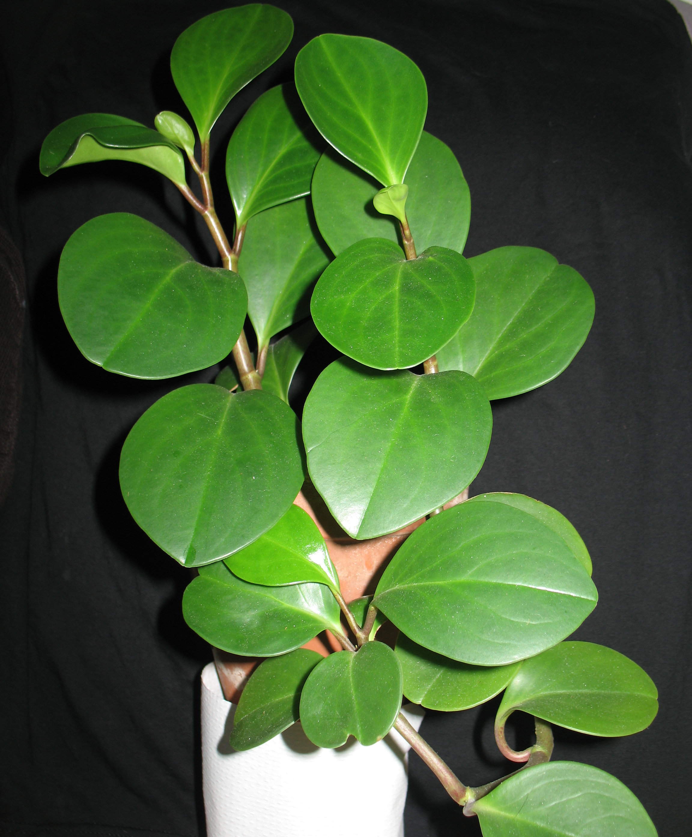 Peperomia planta de interior segura mascotas