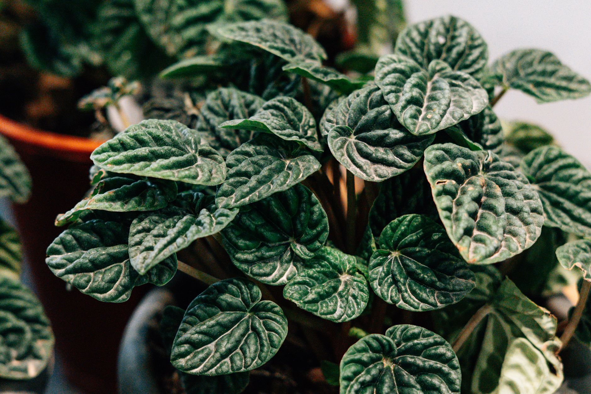 Peperomia con hojas carnosas y brillantes en maceta de interior
