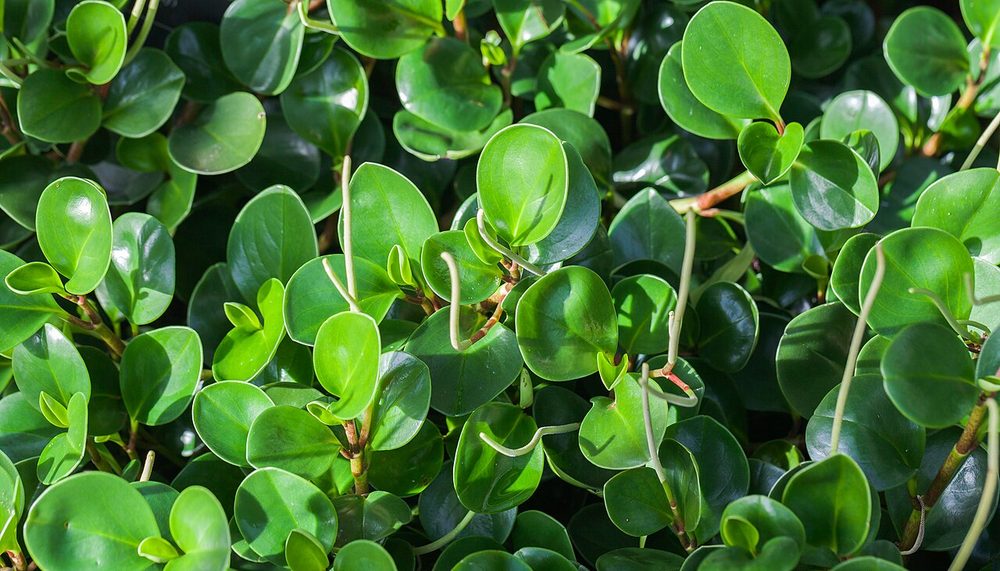 Peperomia obtusifolia con hojas redondeadas, gruesas y brillantes de color verde intenso