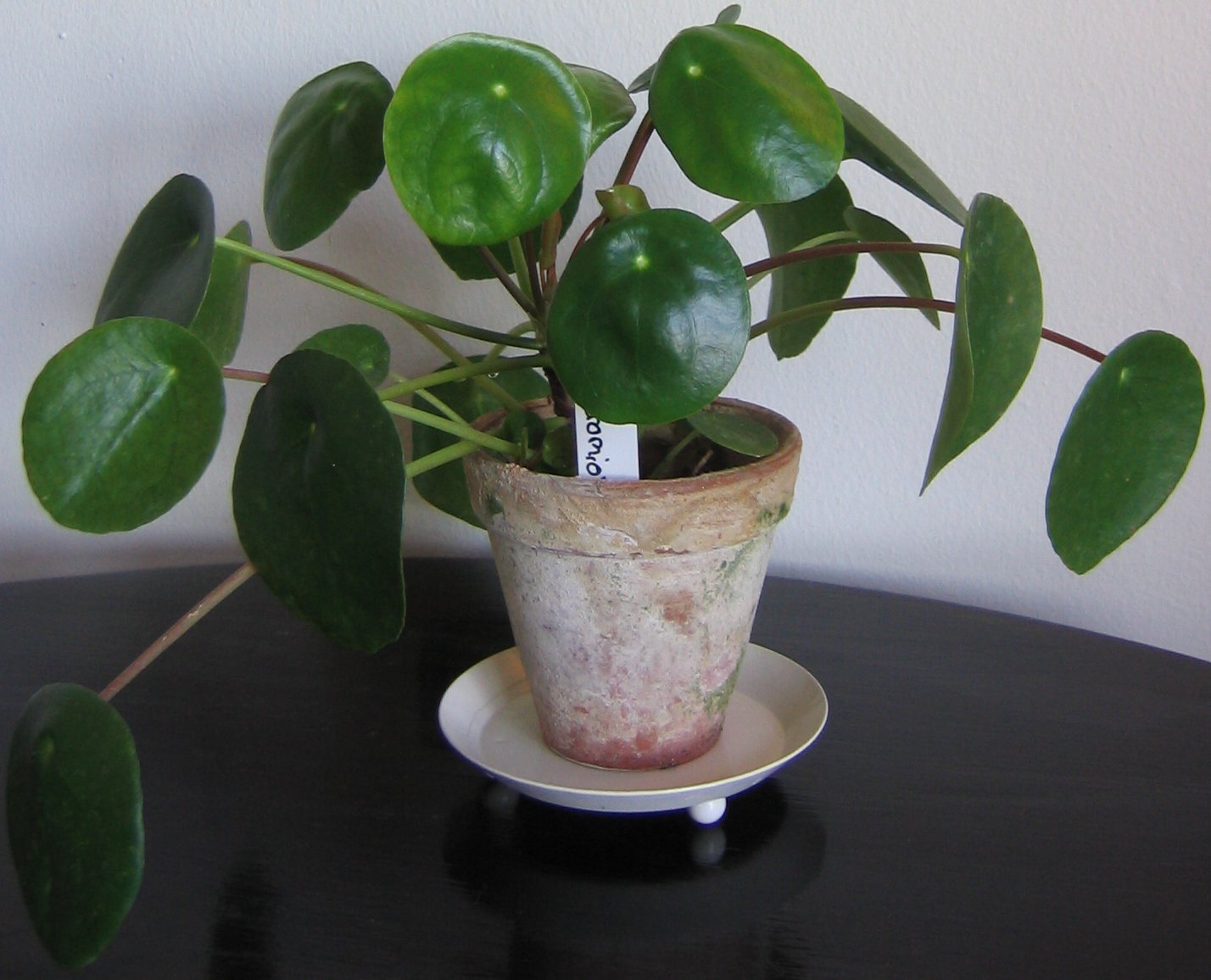 Pilea peperomioides con sus caracter&iacute;sticas hojas redondas en una maceta