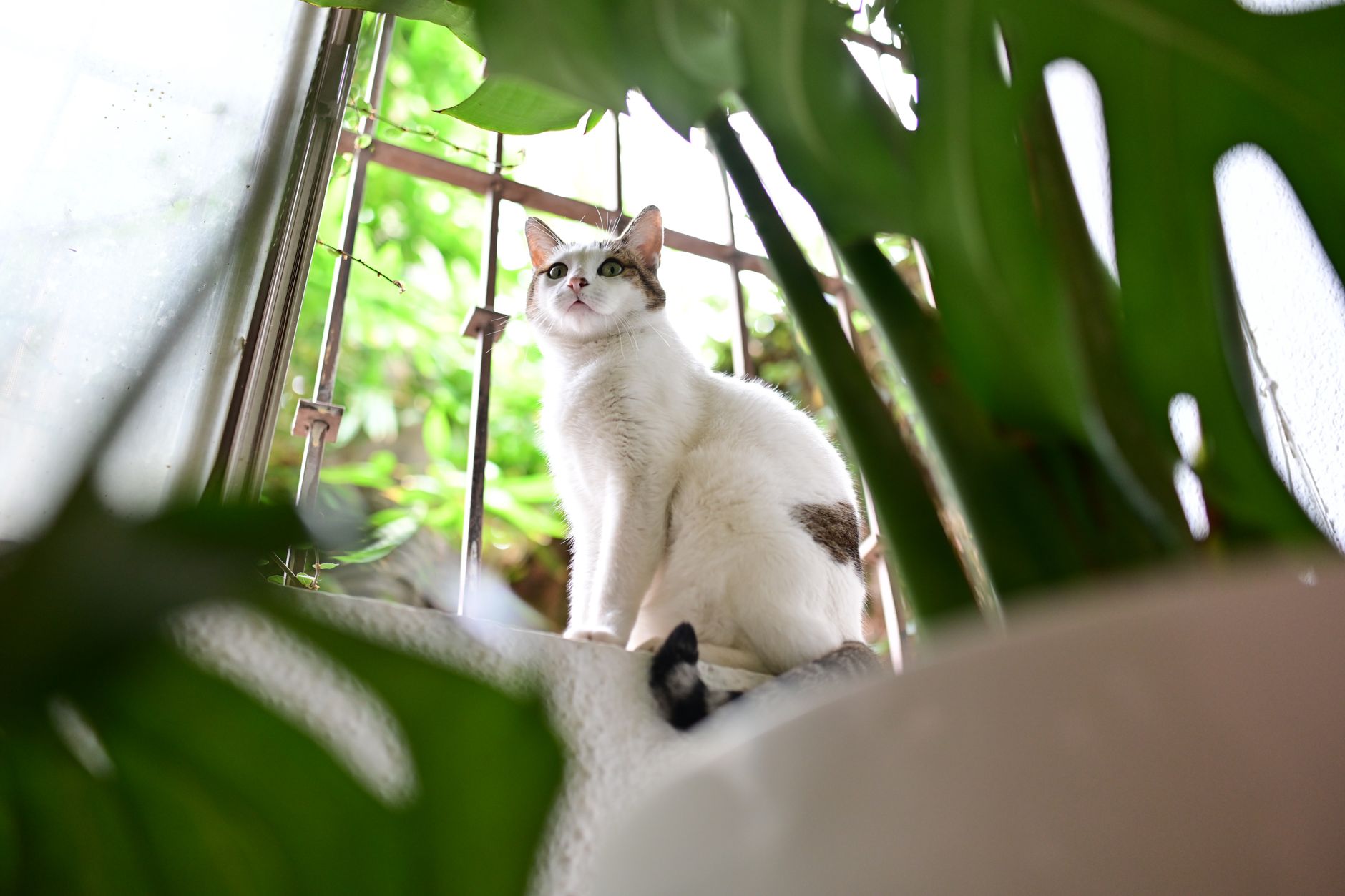Gato descansando junto a plantas de interior en una habitación con poca luz natural