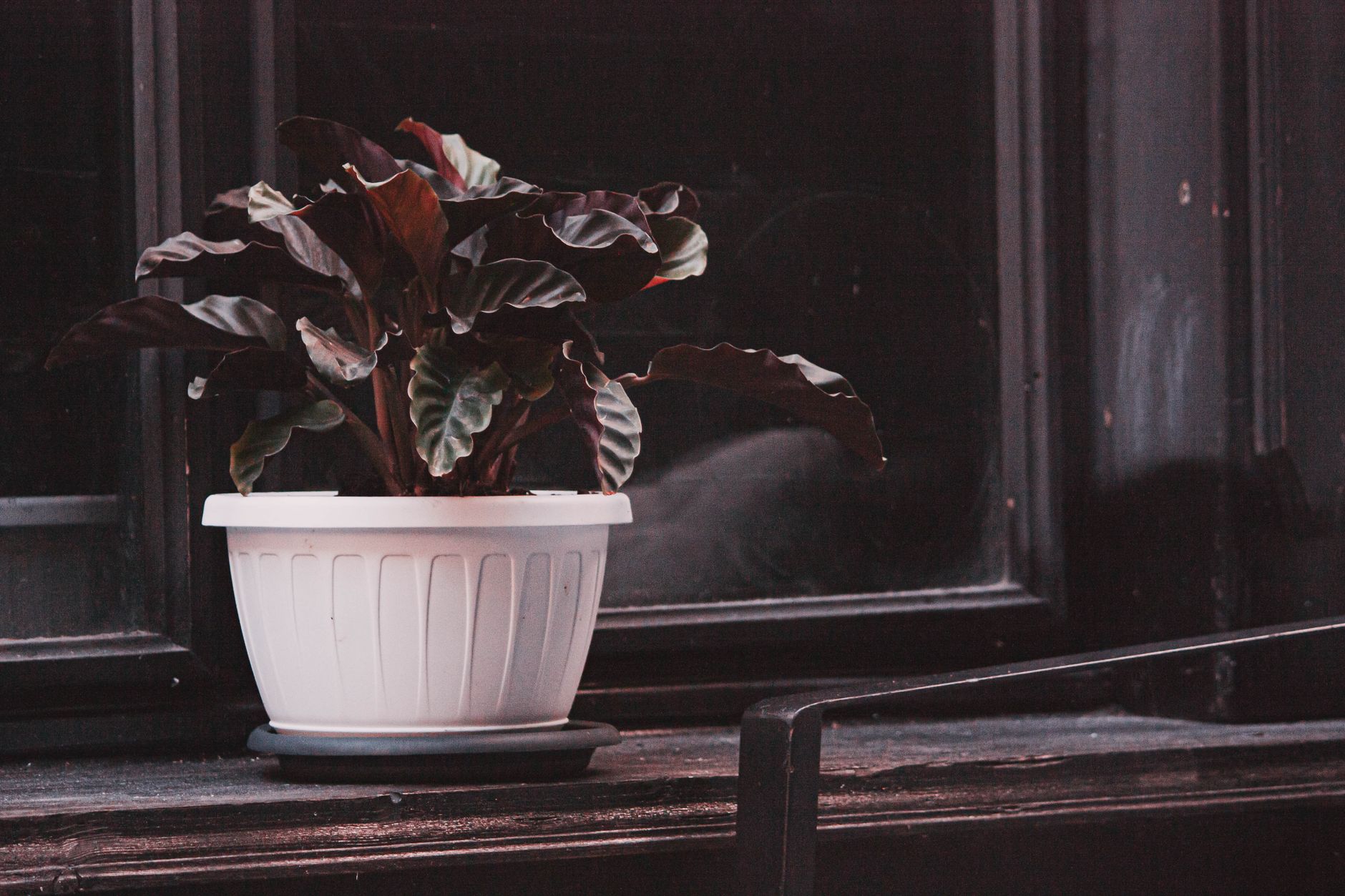 Calathea en interior con poca luz, planta segura para gatos