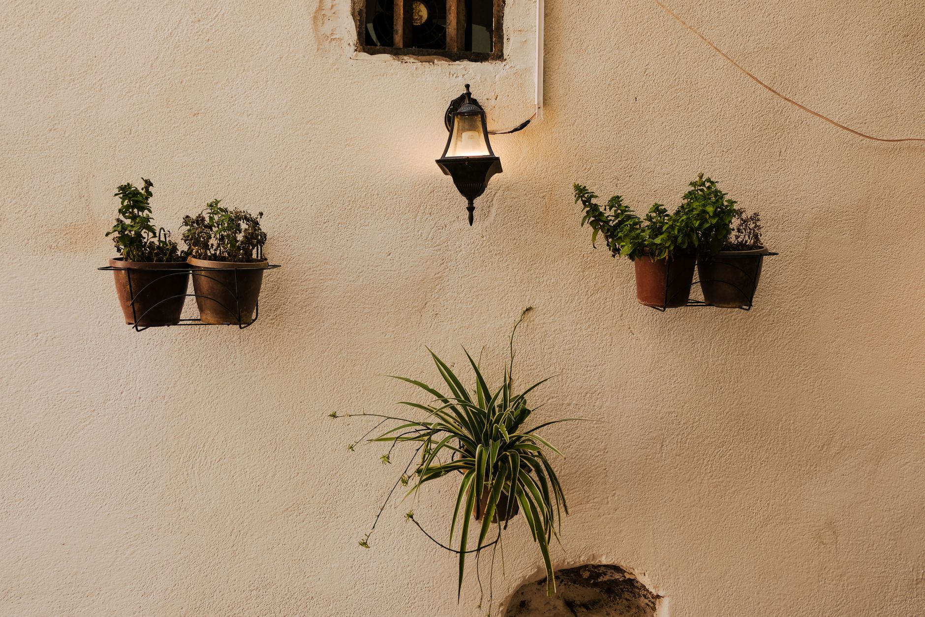 Planta colgante tipo cinta en interior, segura para gatos