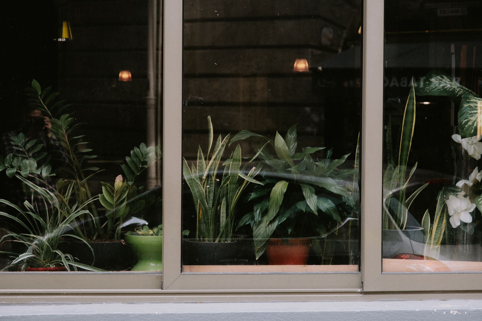 Plantas de poca luz