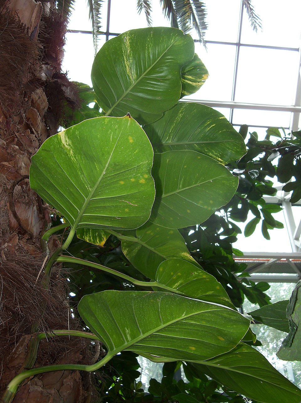 Poto (Epipremnum aureum), planta de interior tóxica para gatos por oxalato cálcico