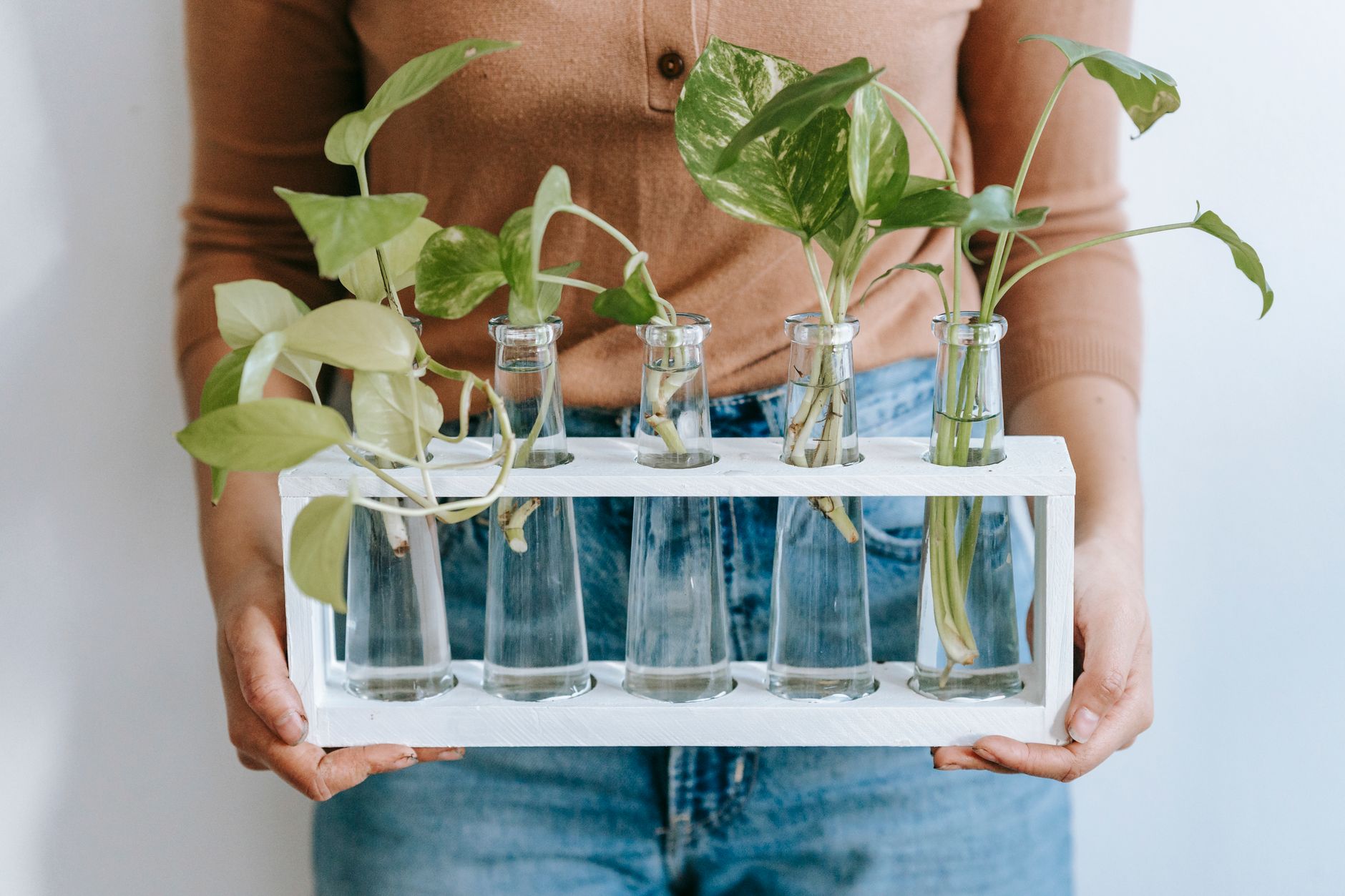 Potos dorado (Golden Pothos) en maceta colgante con largas enredaderas