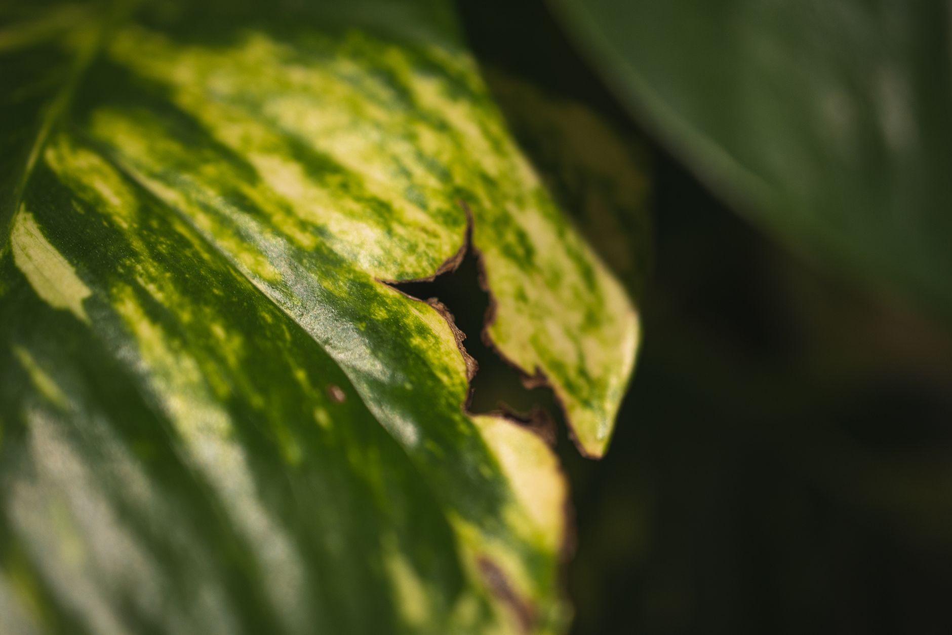 Hojas de Potos pothos en primer plano mostrando textura verde variegada