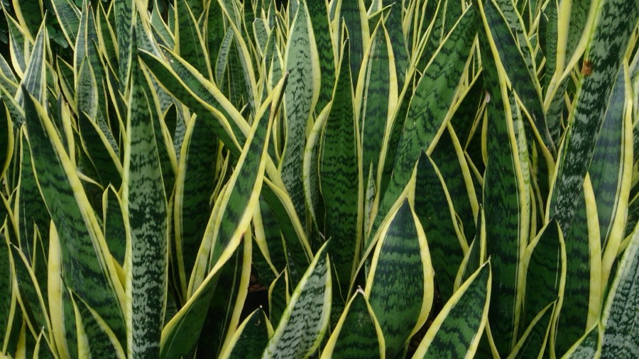 Sansevieria