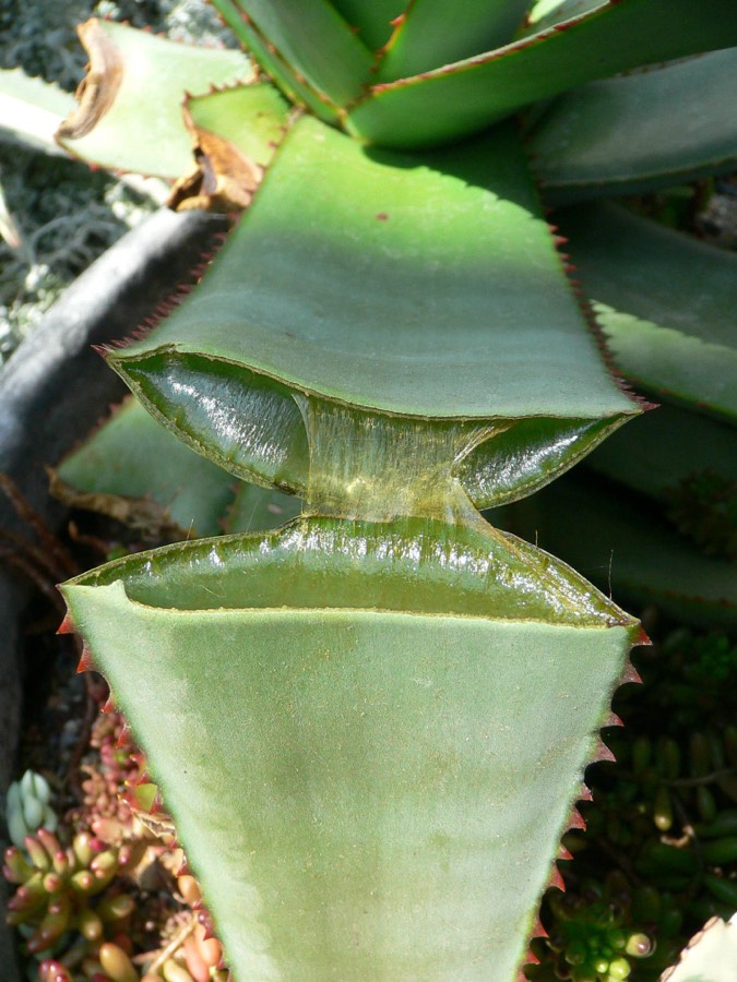 Suculentas