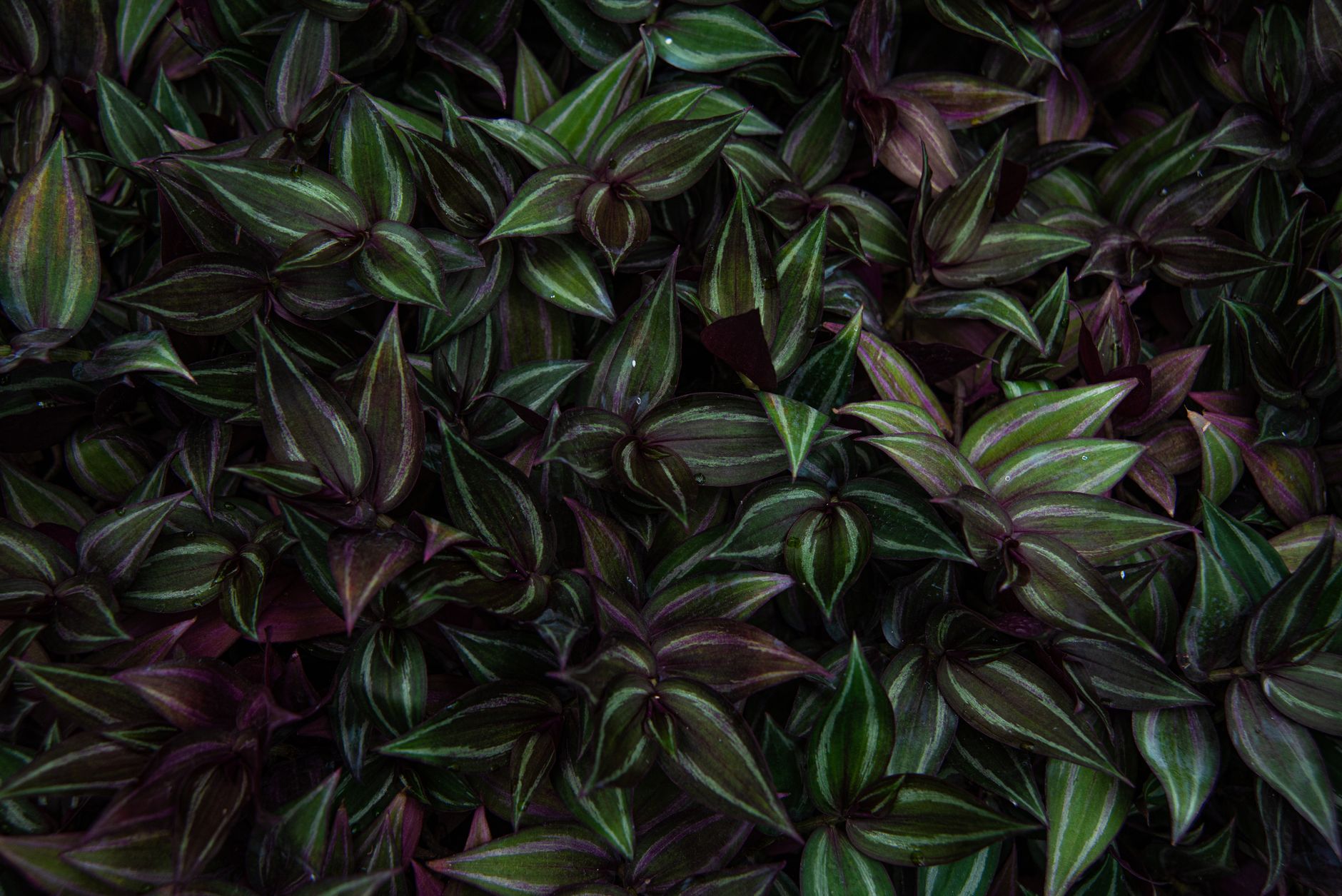 Tradescantia zebrina planta colgante interior