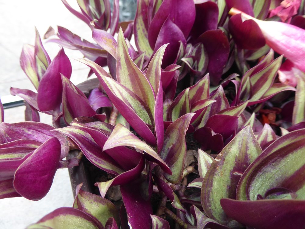 Tradescantia zebrina con hojas rayadas de color morado y plateado por el haz y p&uacute;rpura por el env&eacute;s