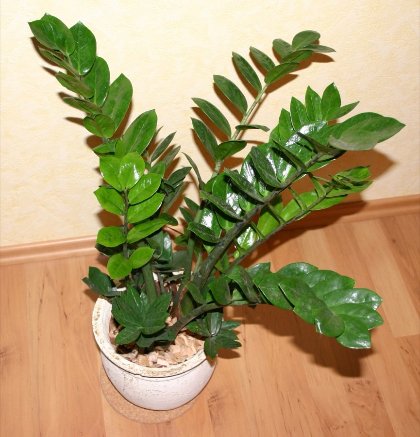 Zamioculca (ZZ)