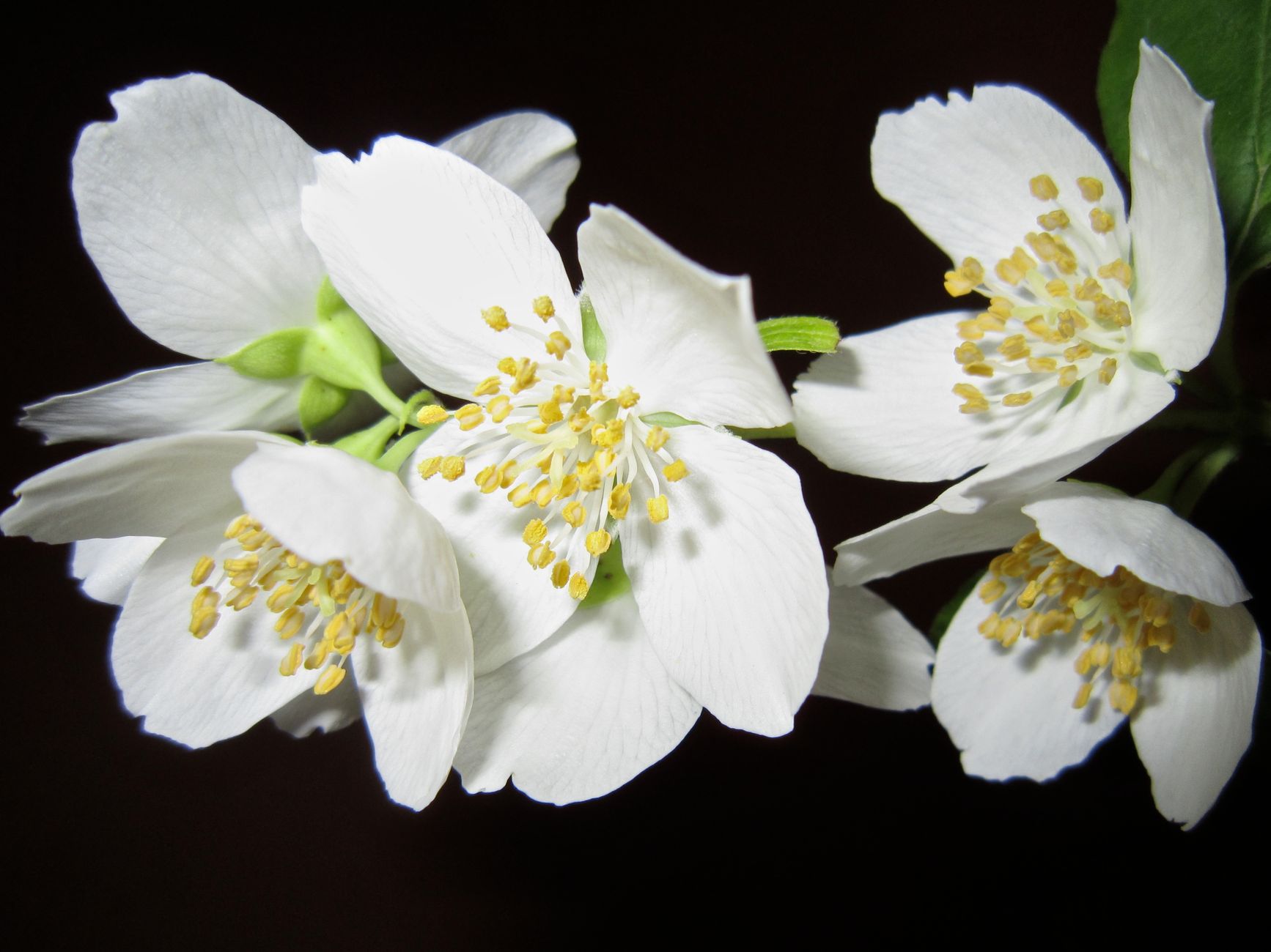 Jazmín flores blancas fragantes guía de cuidados