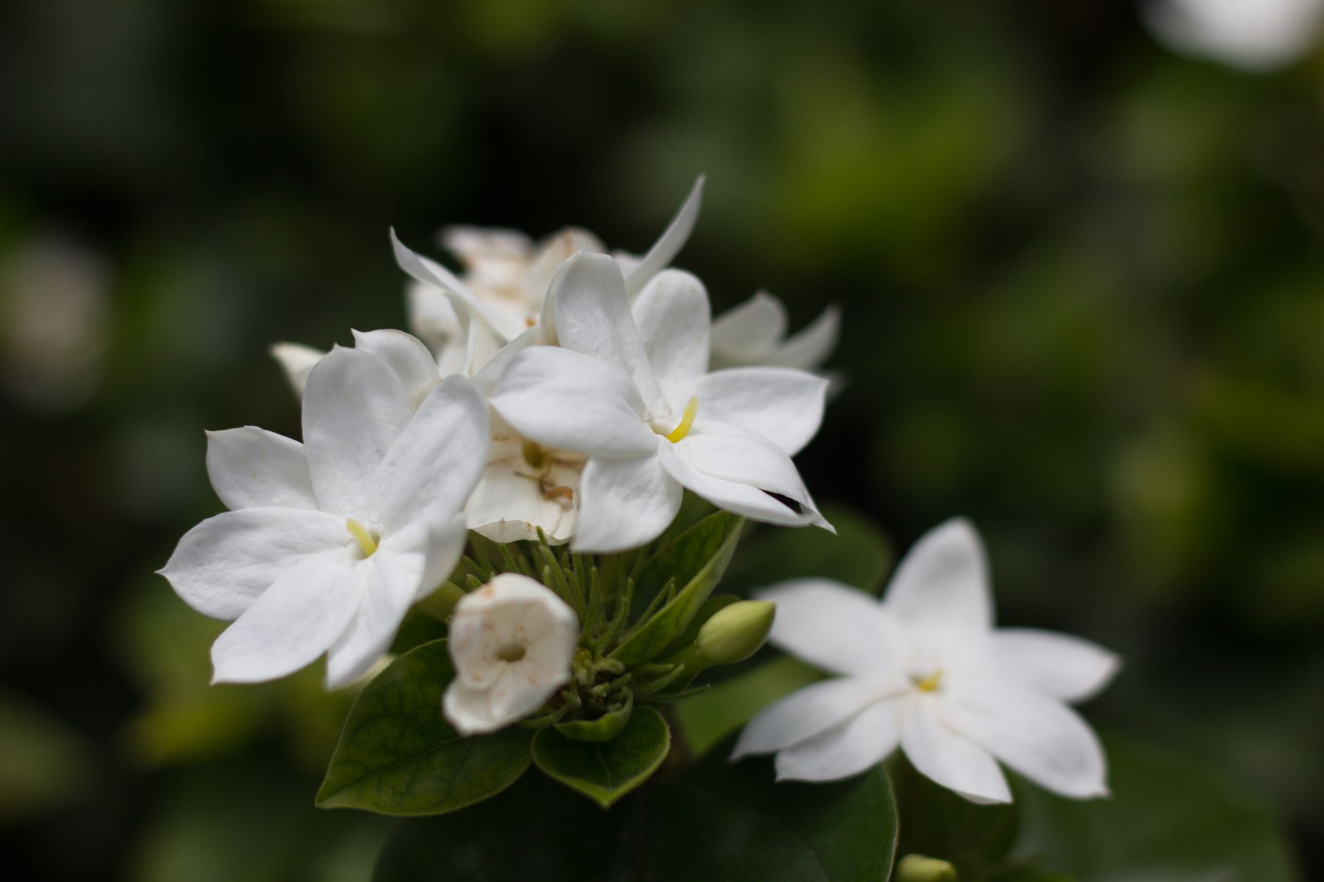 Jazmín blanco con flores abiertas en jardín