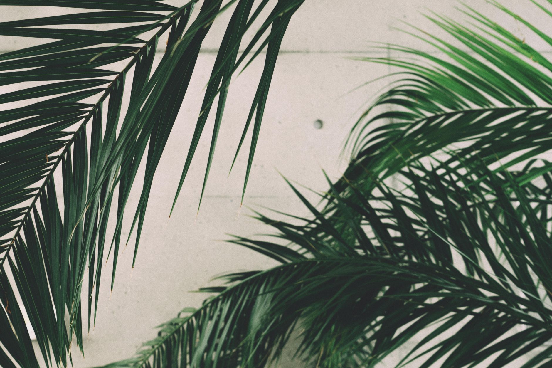 Detalle de las hojas arqueadas de la palmera Kentia