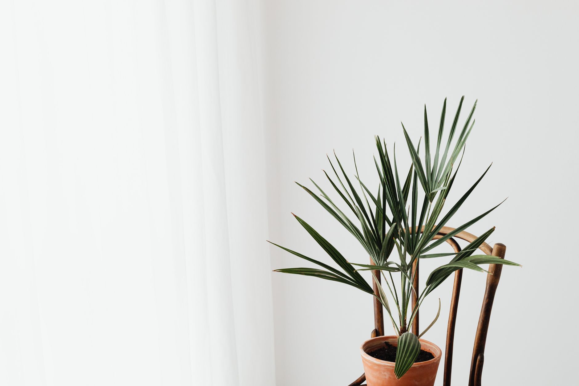 Palmera Kentia en maceta como planta de interior elegante