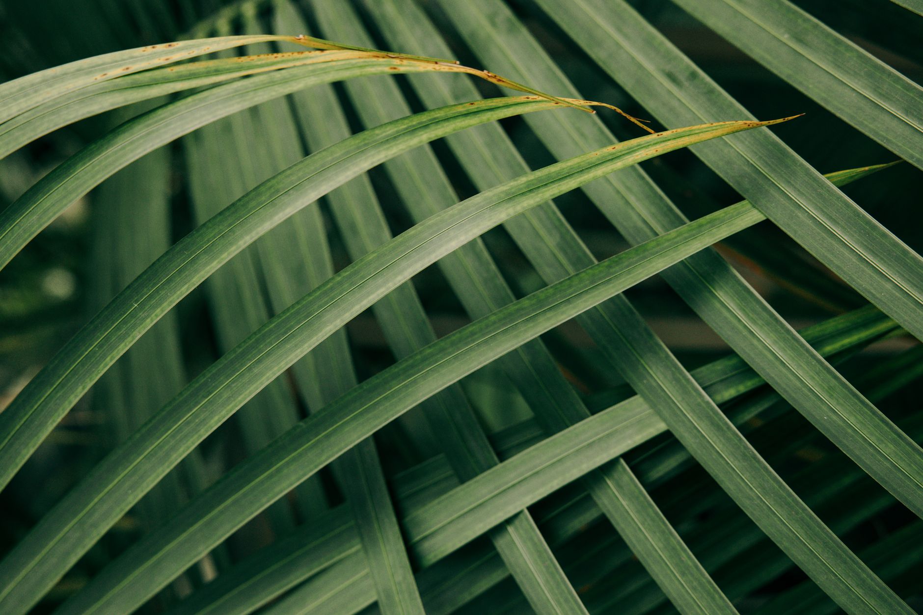 Palmera Kentia (Howea forsteriana) de interior con hojas arqueadas verde oscuro