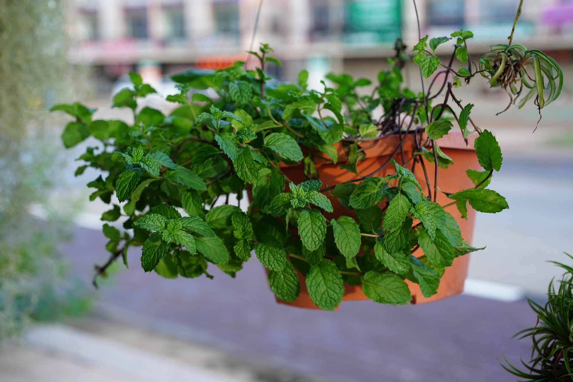 Menta, Mentha, planta aromática colgante con hojas verdes en maceta