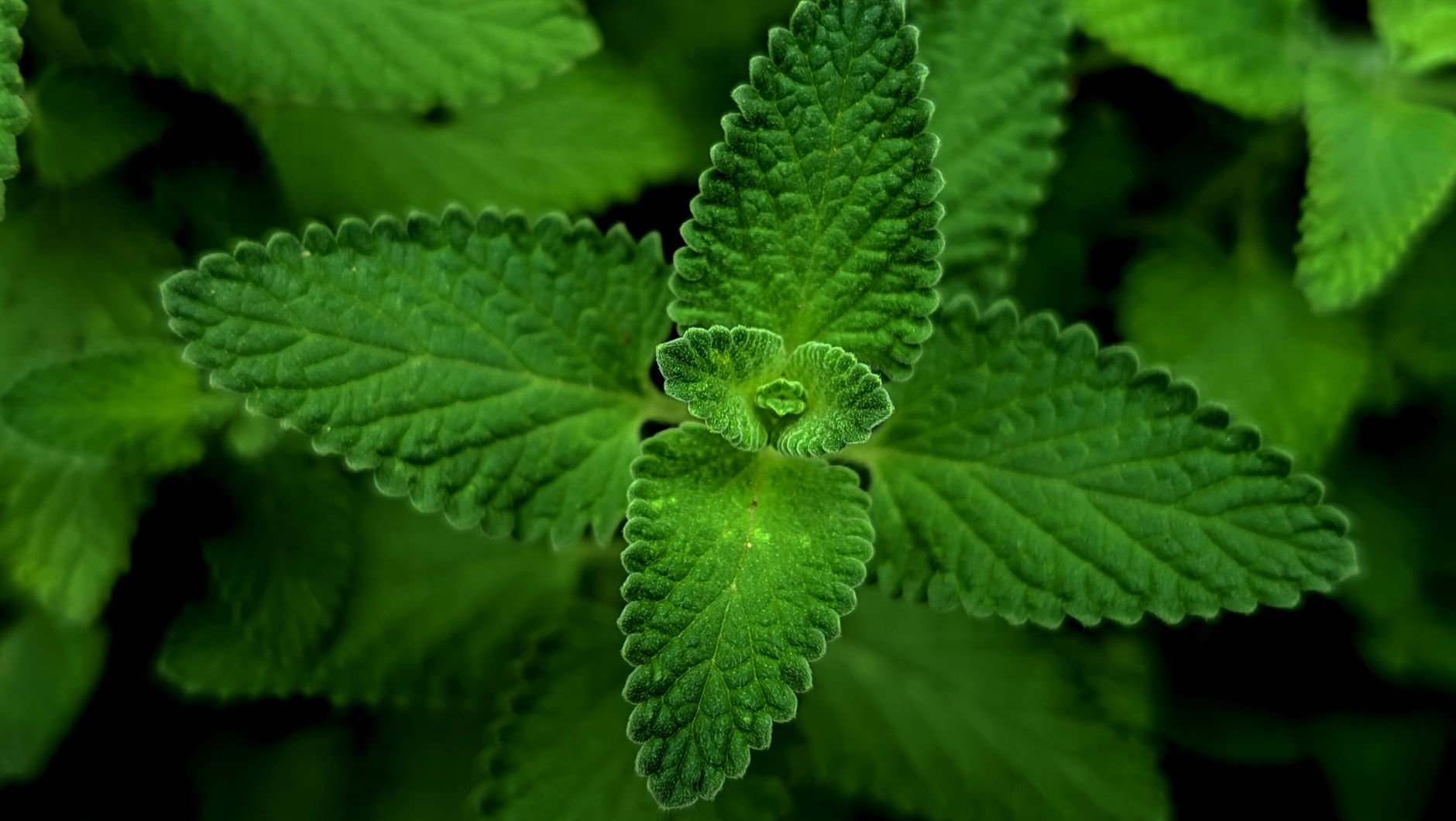 Primer plano de hojas de menta mostrando su textura dentada característica