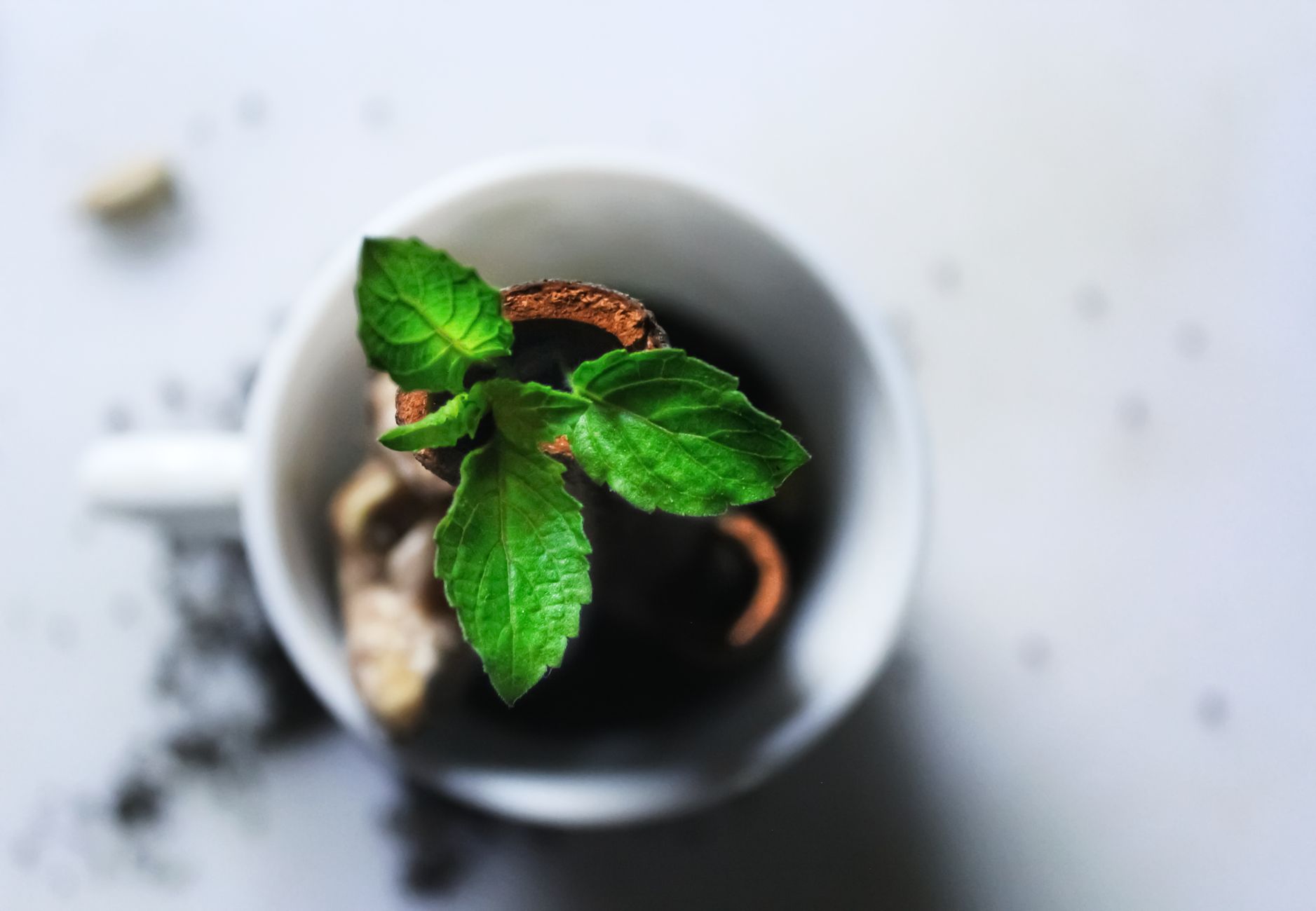 Maceta colgante de menta con hojas verdes exuberantes en ventana