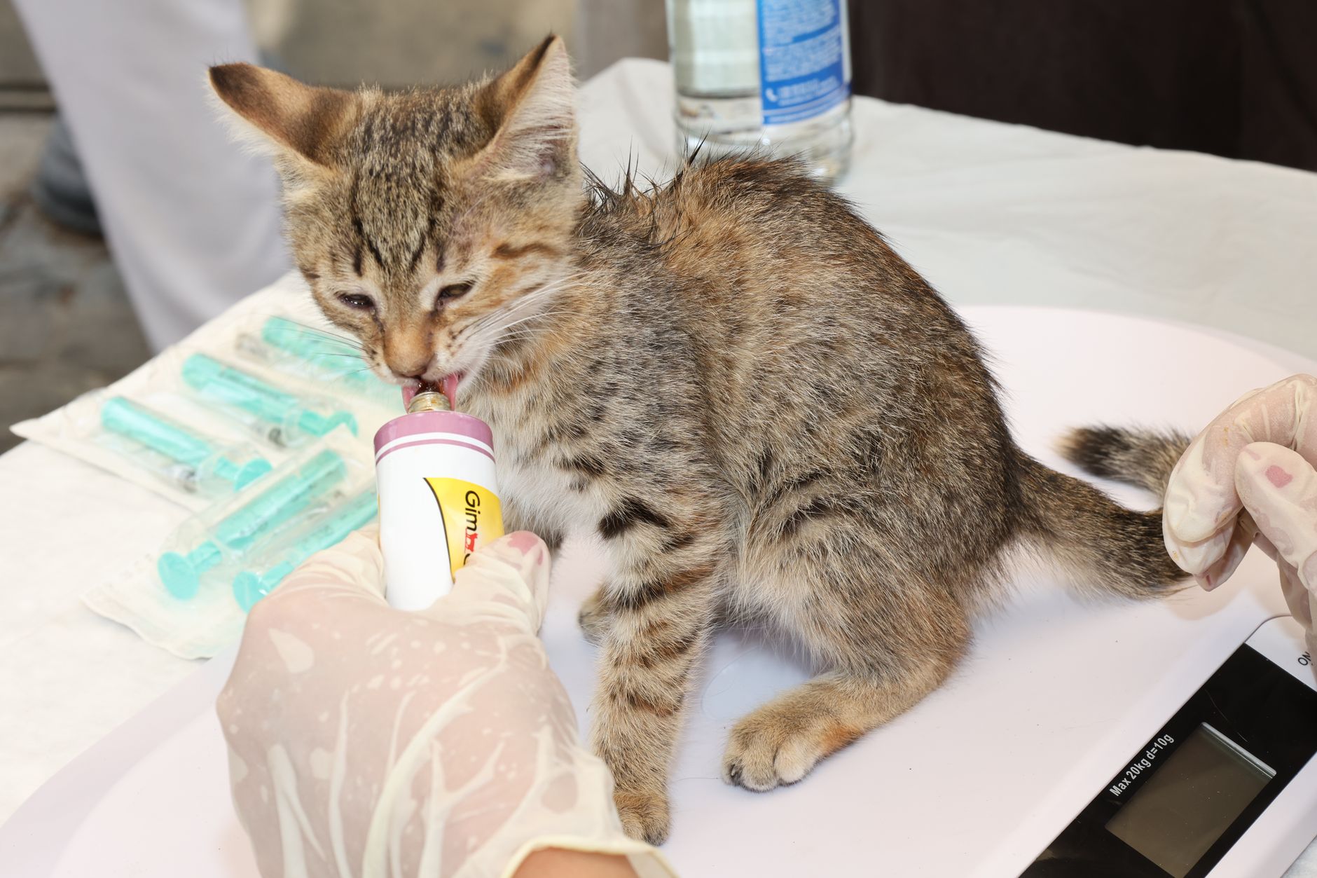 Veterinario examinando a un gato en consulta