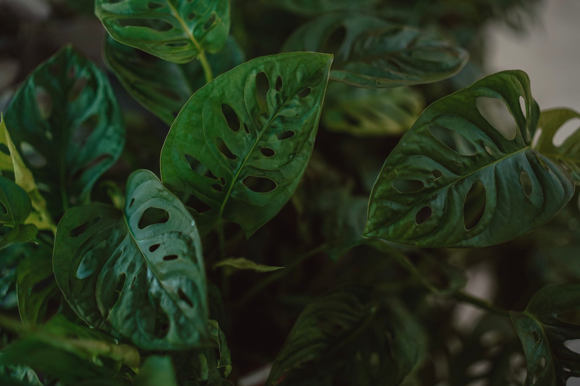 Monstera adansonii con hojas perforadas trepando por un tutor