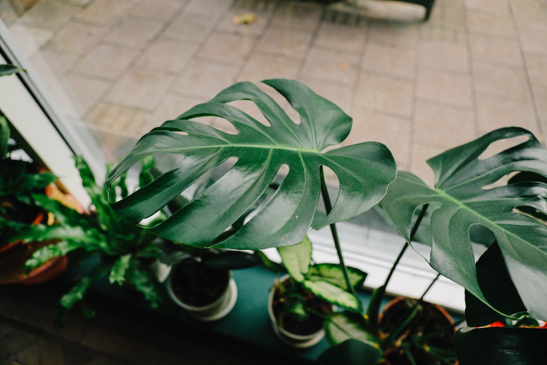 Monstera deliciosa costilla de Ad&aacute;n