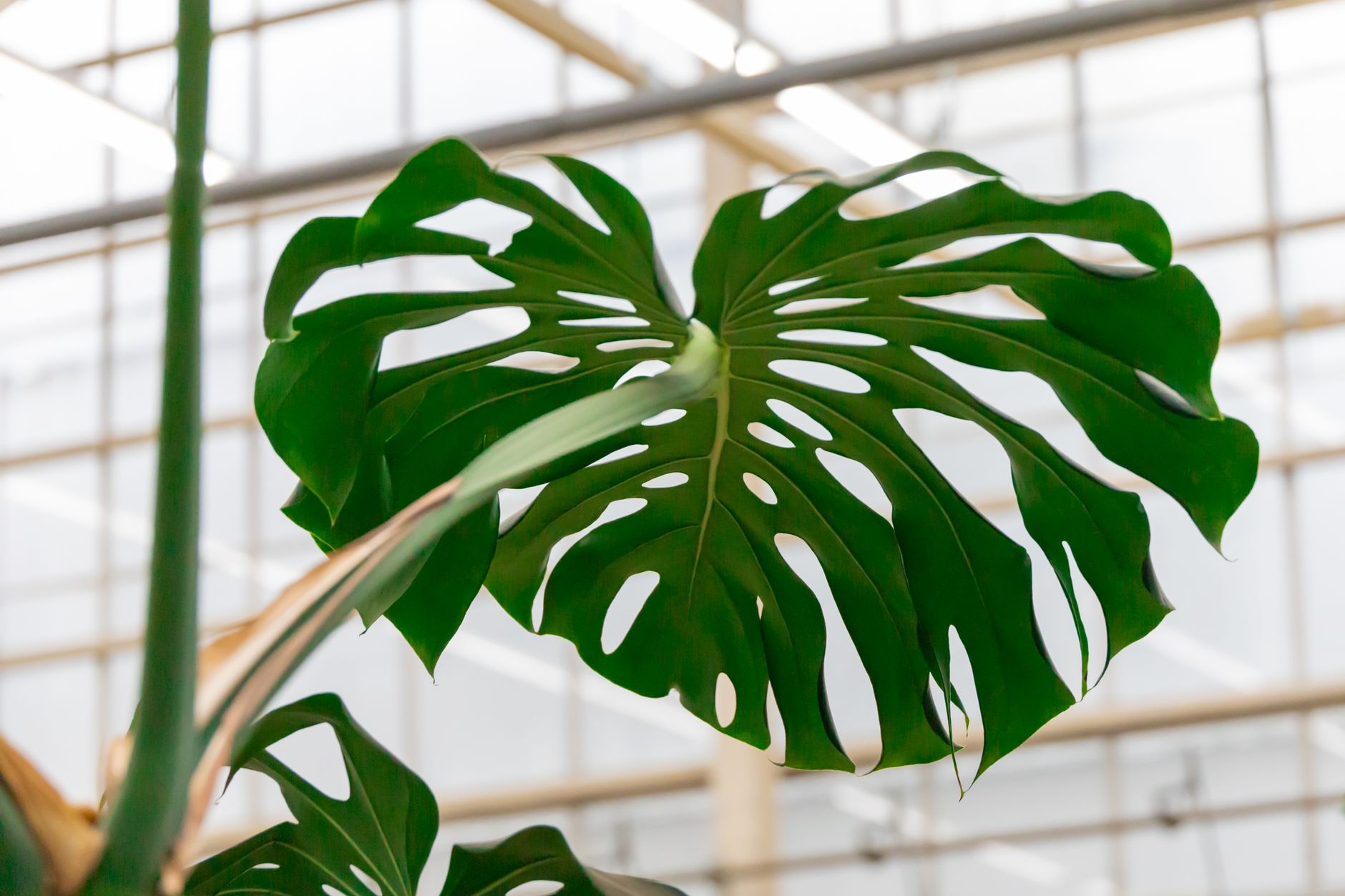 Hojas de Monstera deliciosa con fenestraciones naturales en detalle