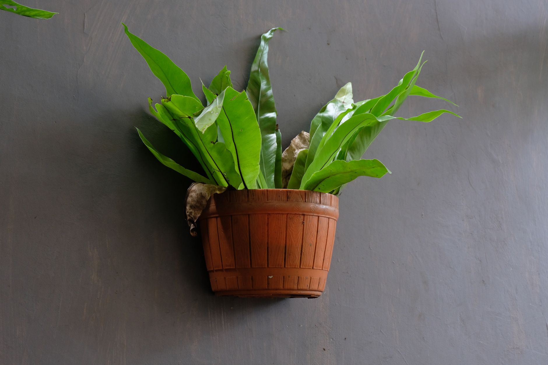 Planta tropical en maceta en interior decorado con luz natural