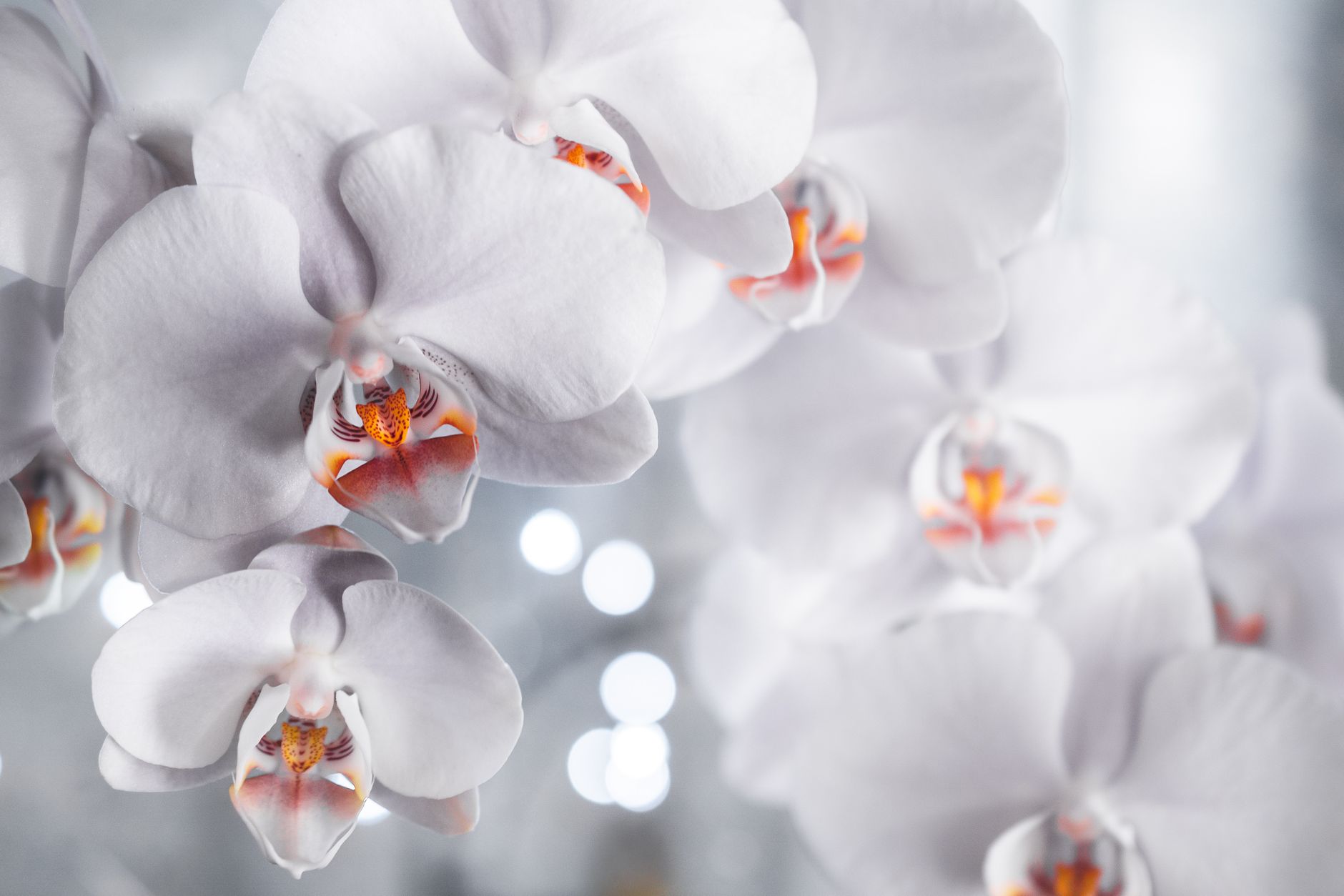 Orqu&iacute;dea Phalaenopsis con flores blancas en interior luminoso