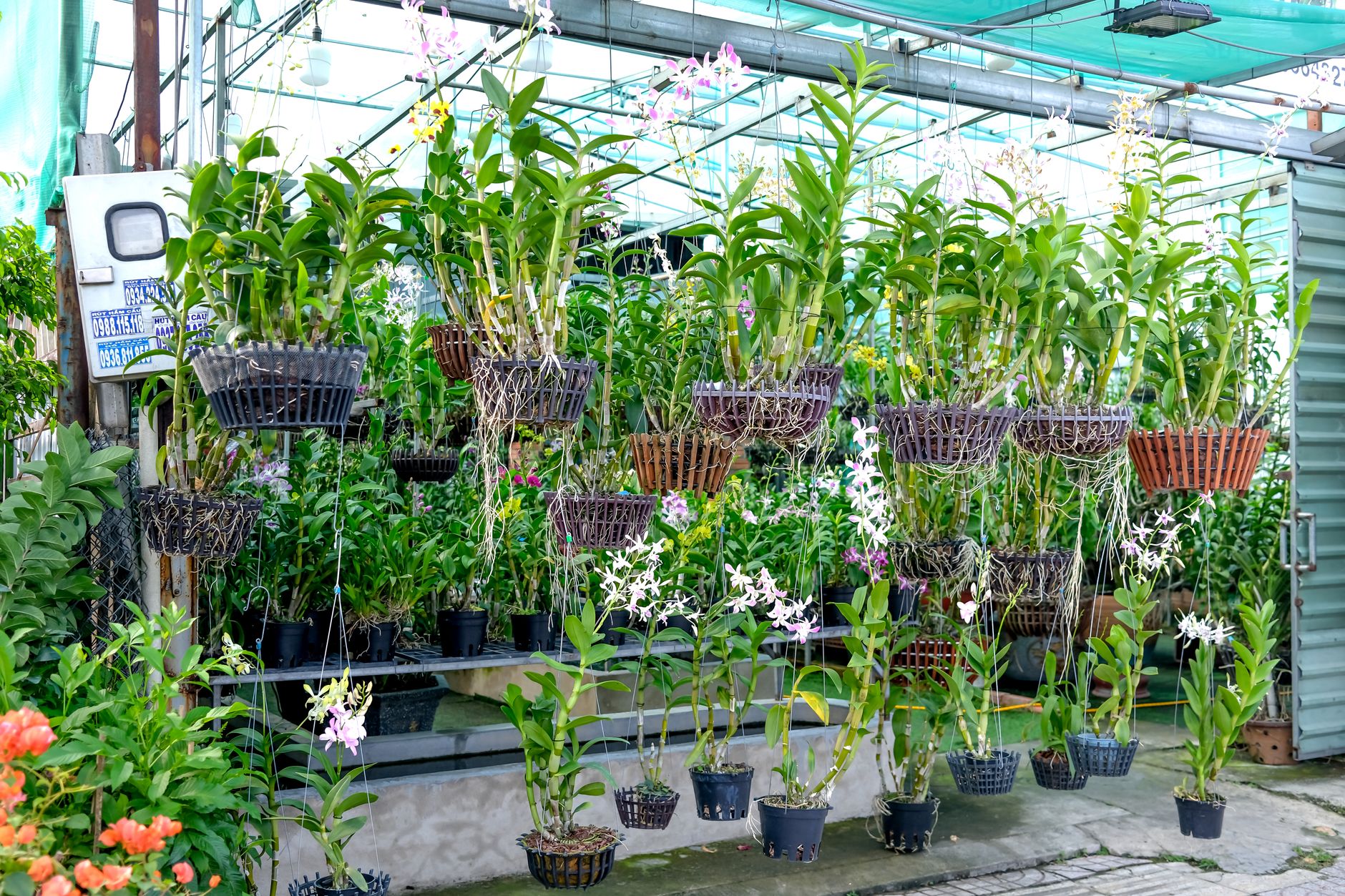 Ra&iacute;ces de orqu&iacute;dea en maceta transparente mostrando color verde-plateado