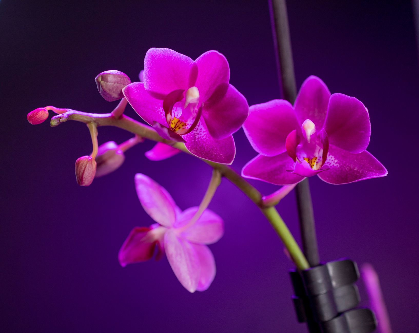 Vara floral de orqu&iacute;dea Phalaenopsis con botones en desarrollo en interior