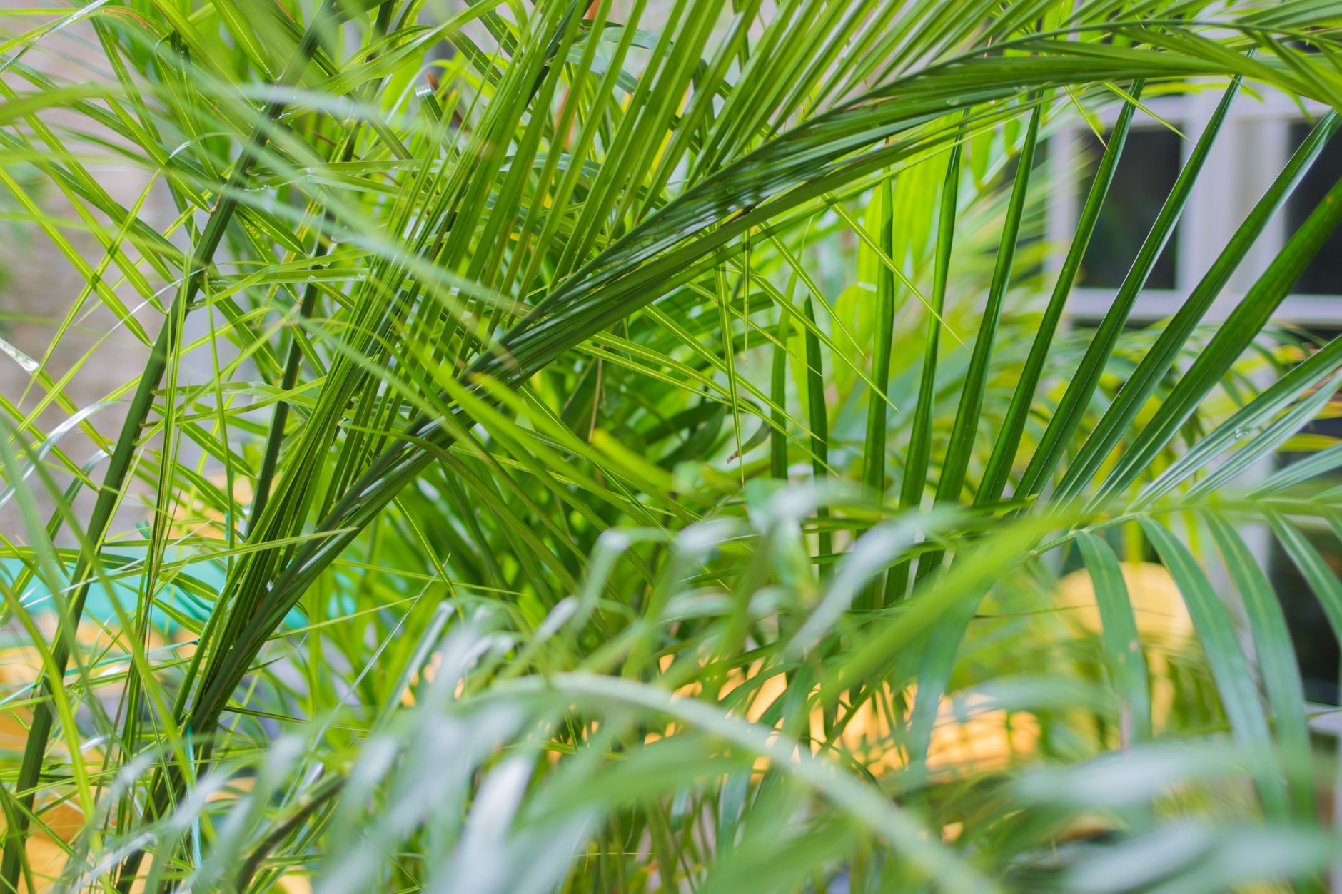 Palmera Areca (Dypsis lutescens) en maceta de interior