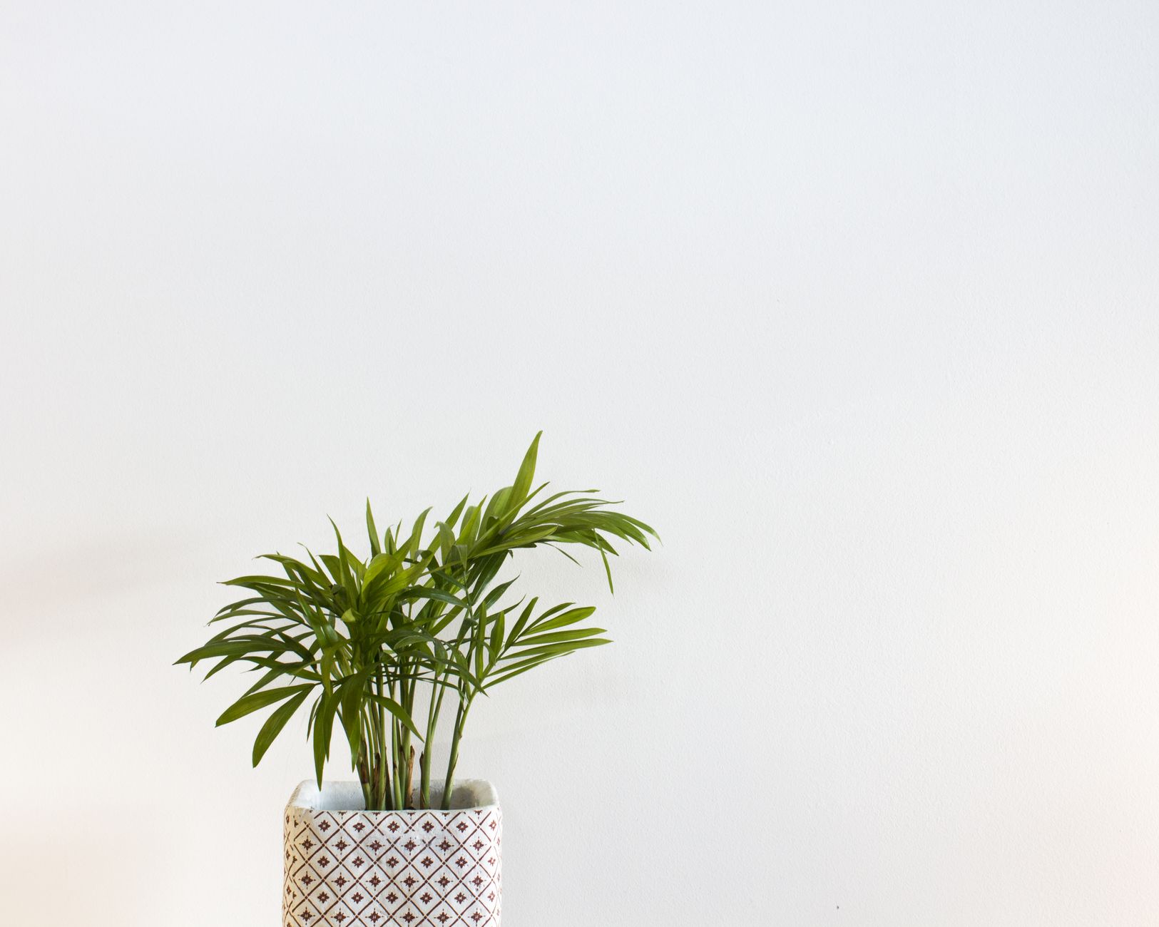 Palmera areca como planta decorativa en un salón luminoso