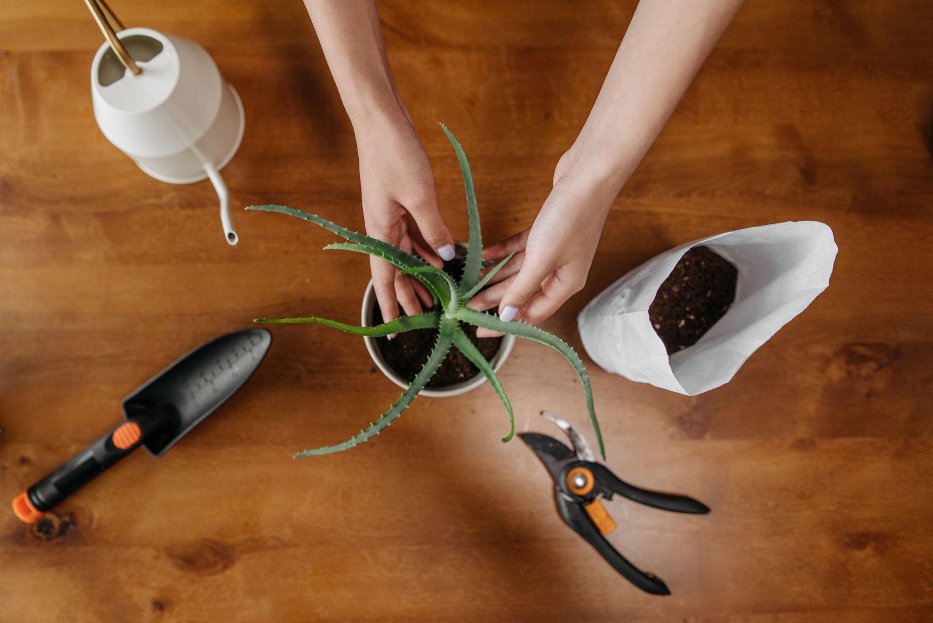 Sustrato para cactus con perlita y arena gruesa para plantas suculentas