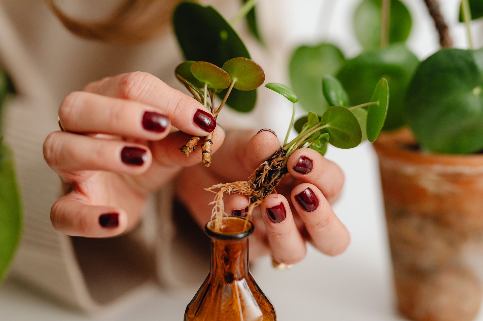 Hijuelos de Pilea peperomioides brotando de la maceta madre, listos para propagar