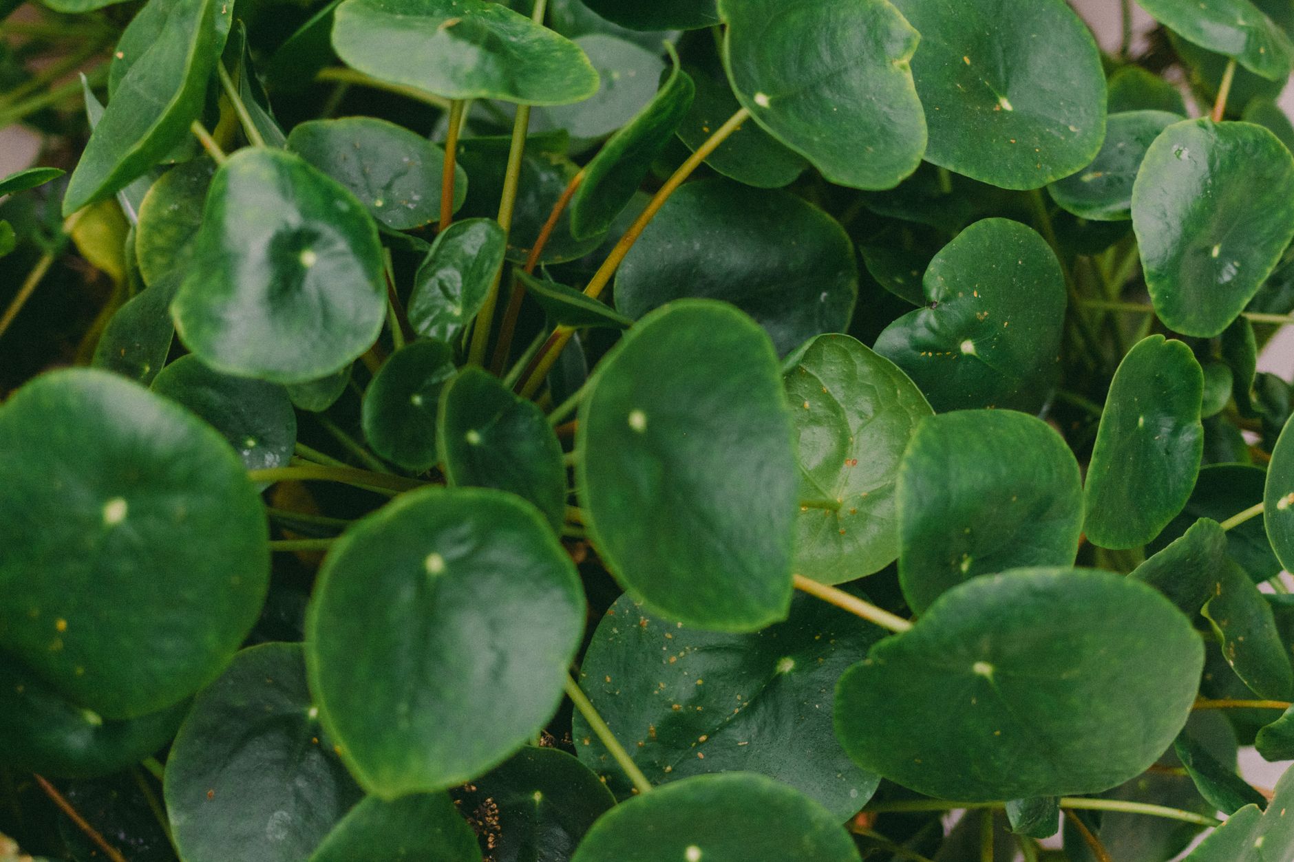 Pilea peperomioides con hojas redondas verdes sobre tallos finos