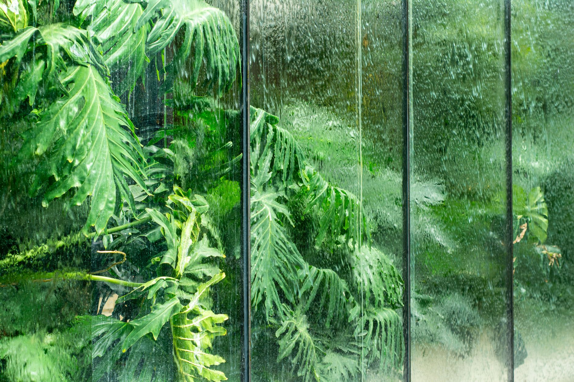 Plantas para el baño humedad tropical