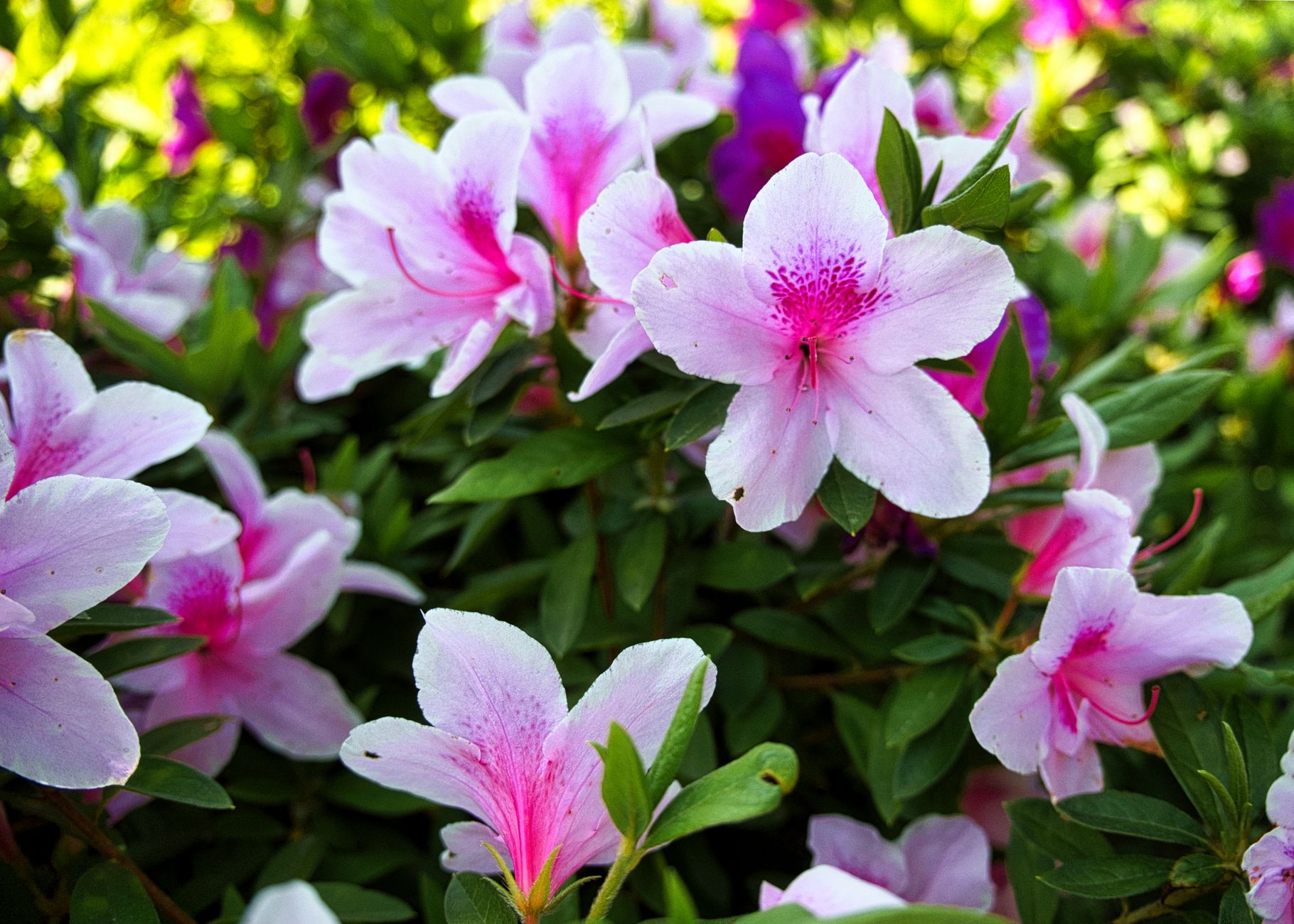 Azalea Rhododendron simsii en flor con flores rosas en maceta de interior