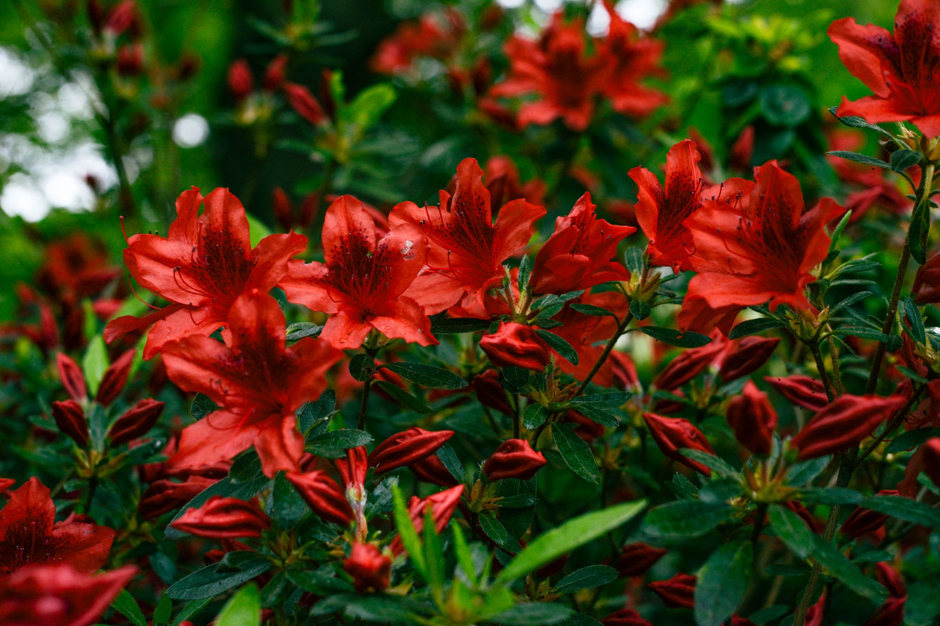Azalea en maceta con flores rojas, detalle de la planta en interior