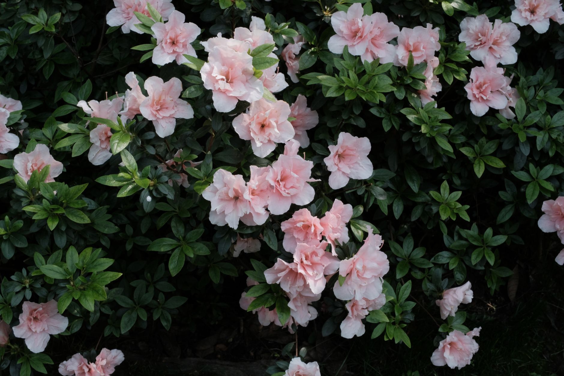 Azalea rhododendron con flores en tonos rosas y blancos en maceta de exterior