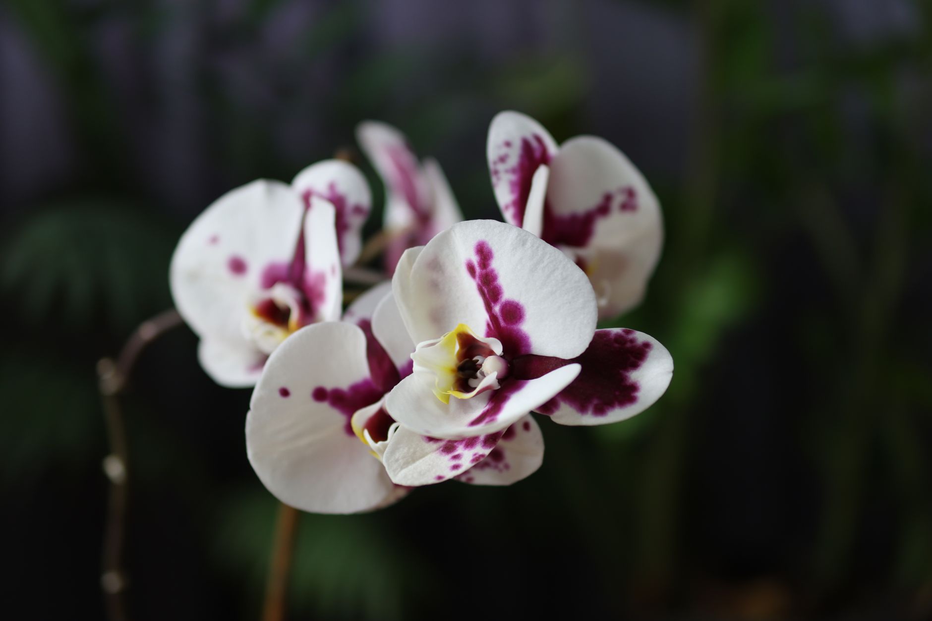 Orquídea Phalaenopsis flores moradas interior