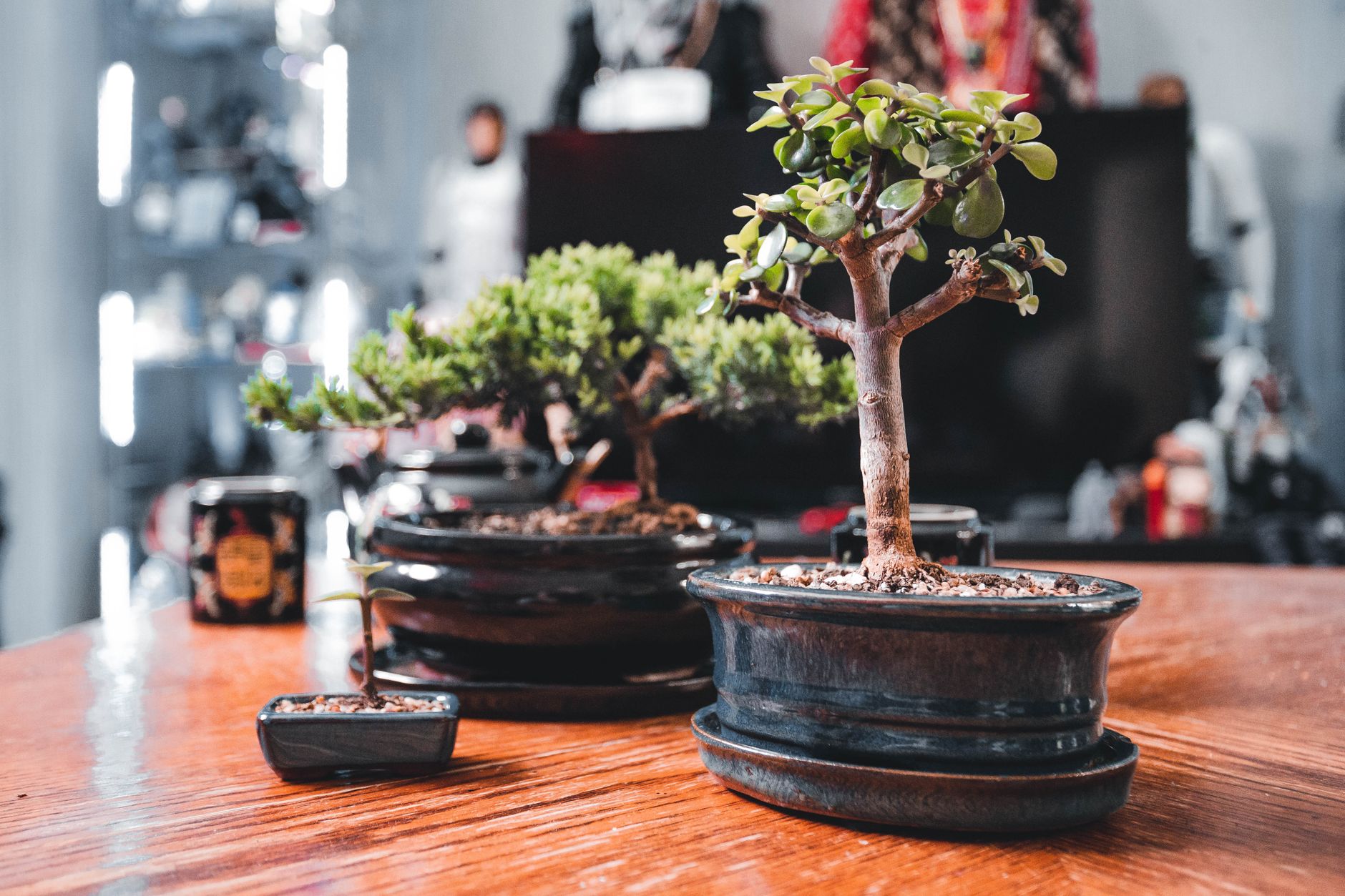 Portulacaria afra en formación de bonsái, con tronco leñoso y hojas carnosas