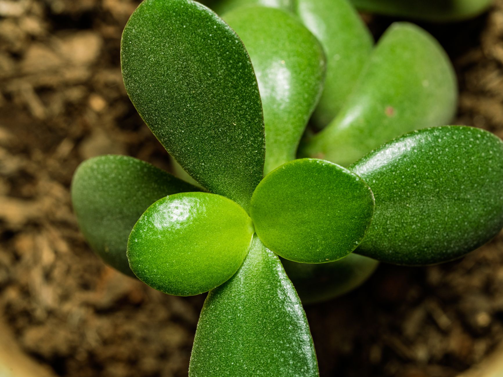 Detalle de las hojas pequeñas, redondeadas y carnosas de la Portulacaria afra