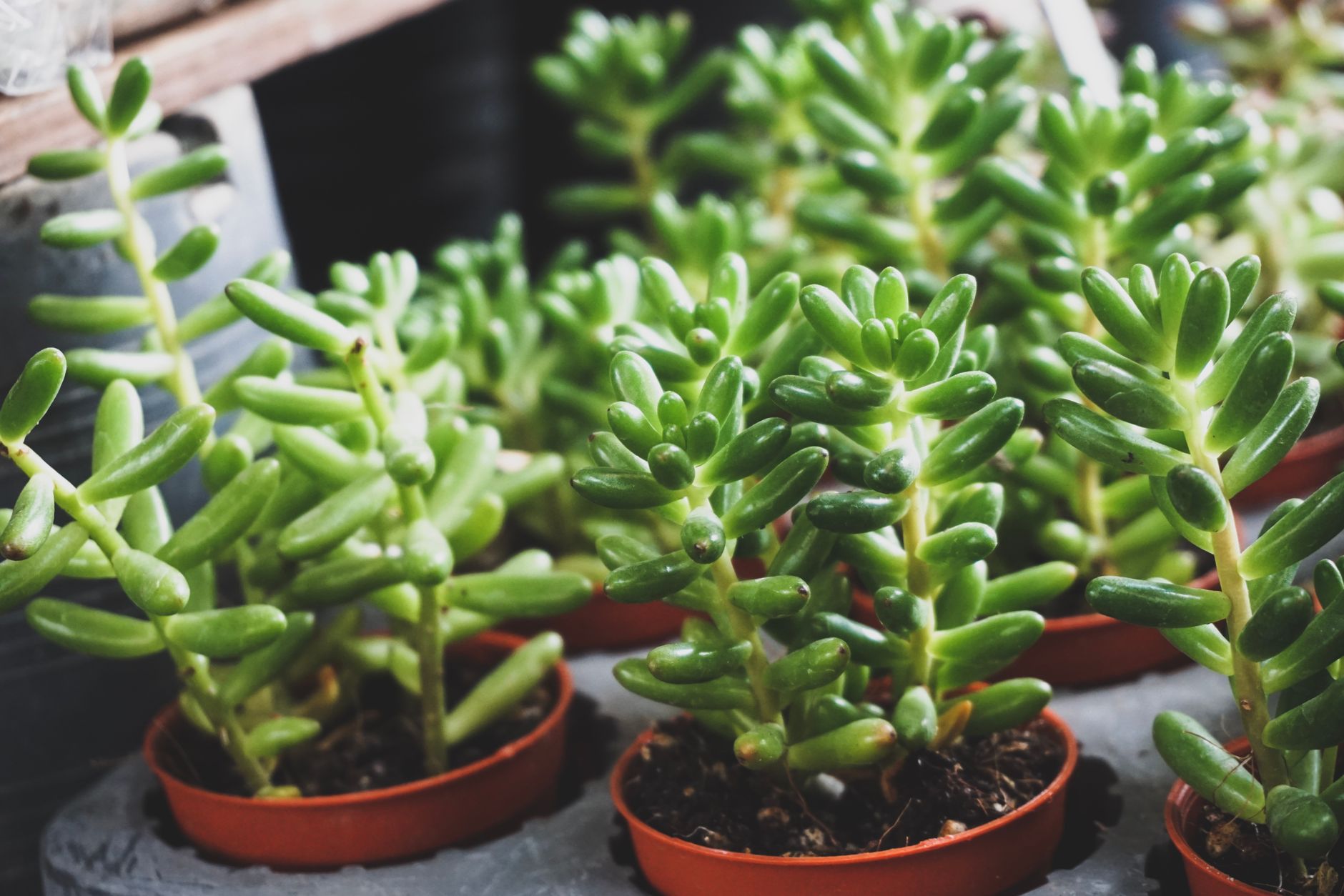 Ejemplares jóvenes de Portulacaria afra en maceta, con tallos finos y hojas pequeñas