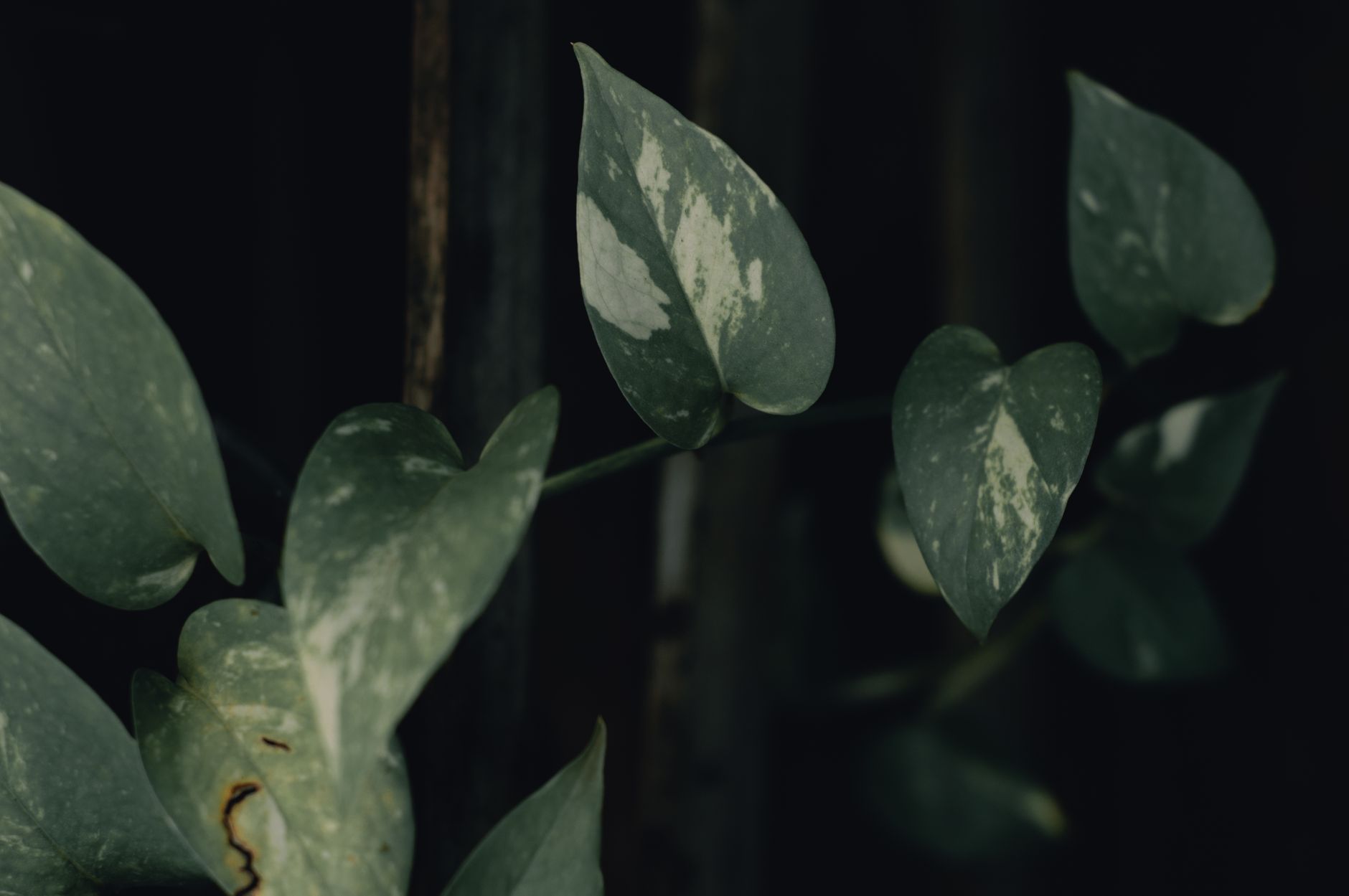 Potos (Epipremnum aureum) planta de interior con hojas verdes en forma de corazón