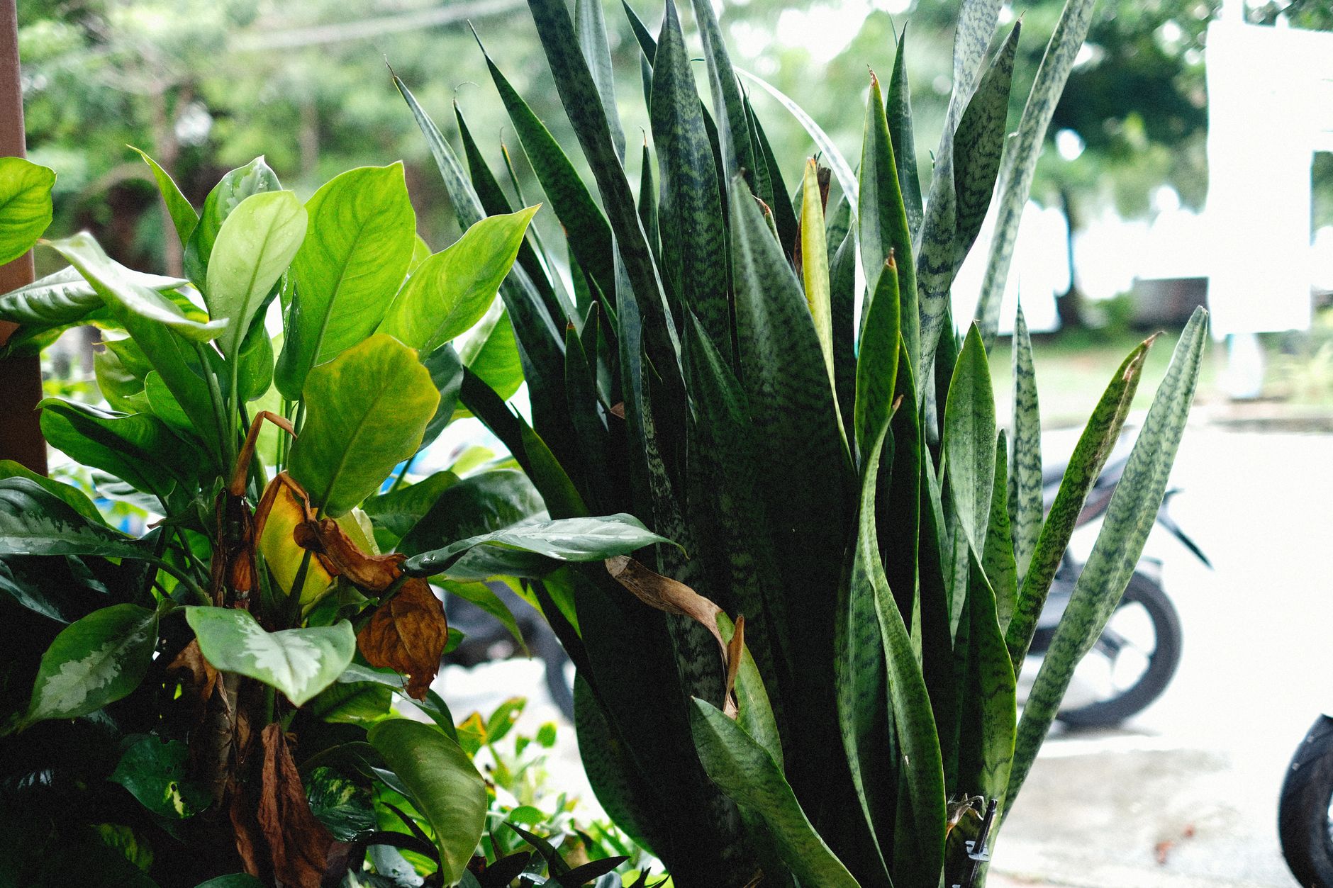Sansevieria (Dracaena trifasciata) planta de interior con hojas verticales verdes