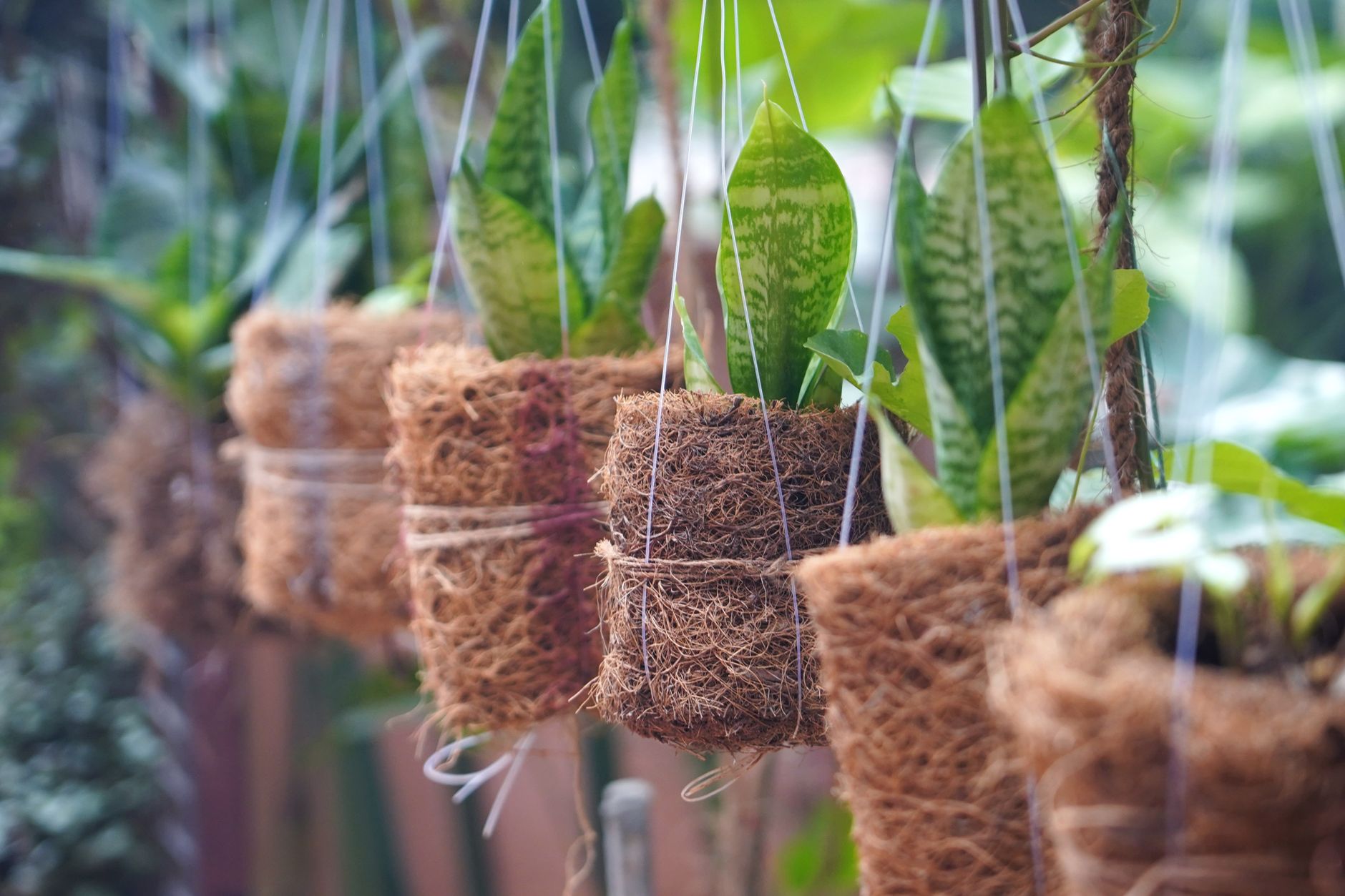 Hojas puntiagudas de Sansevieria con bandas verde oscuro en primer plano