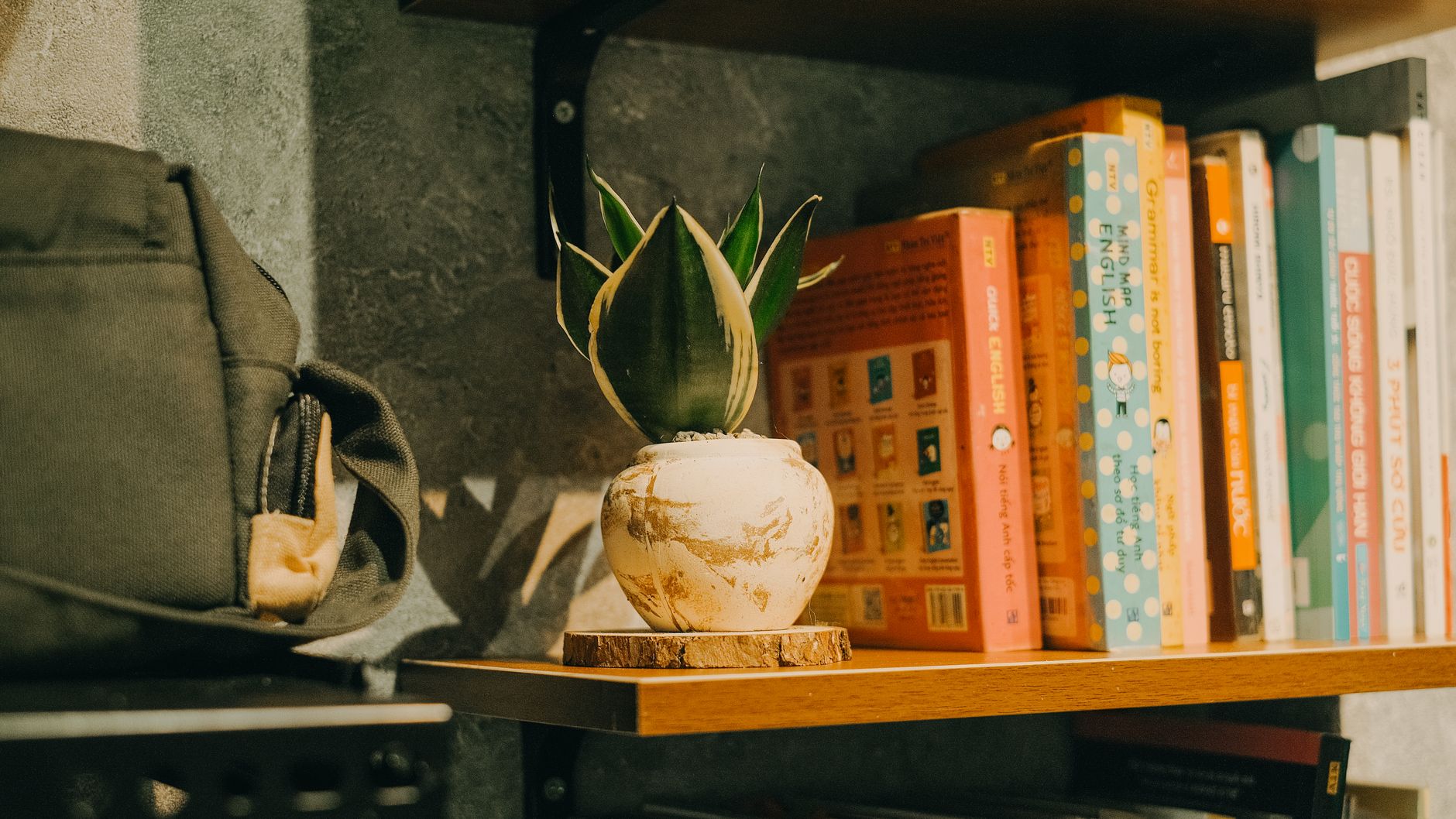 Sansevieria en maceta decorativa como planta de interior resistente
